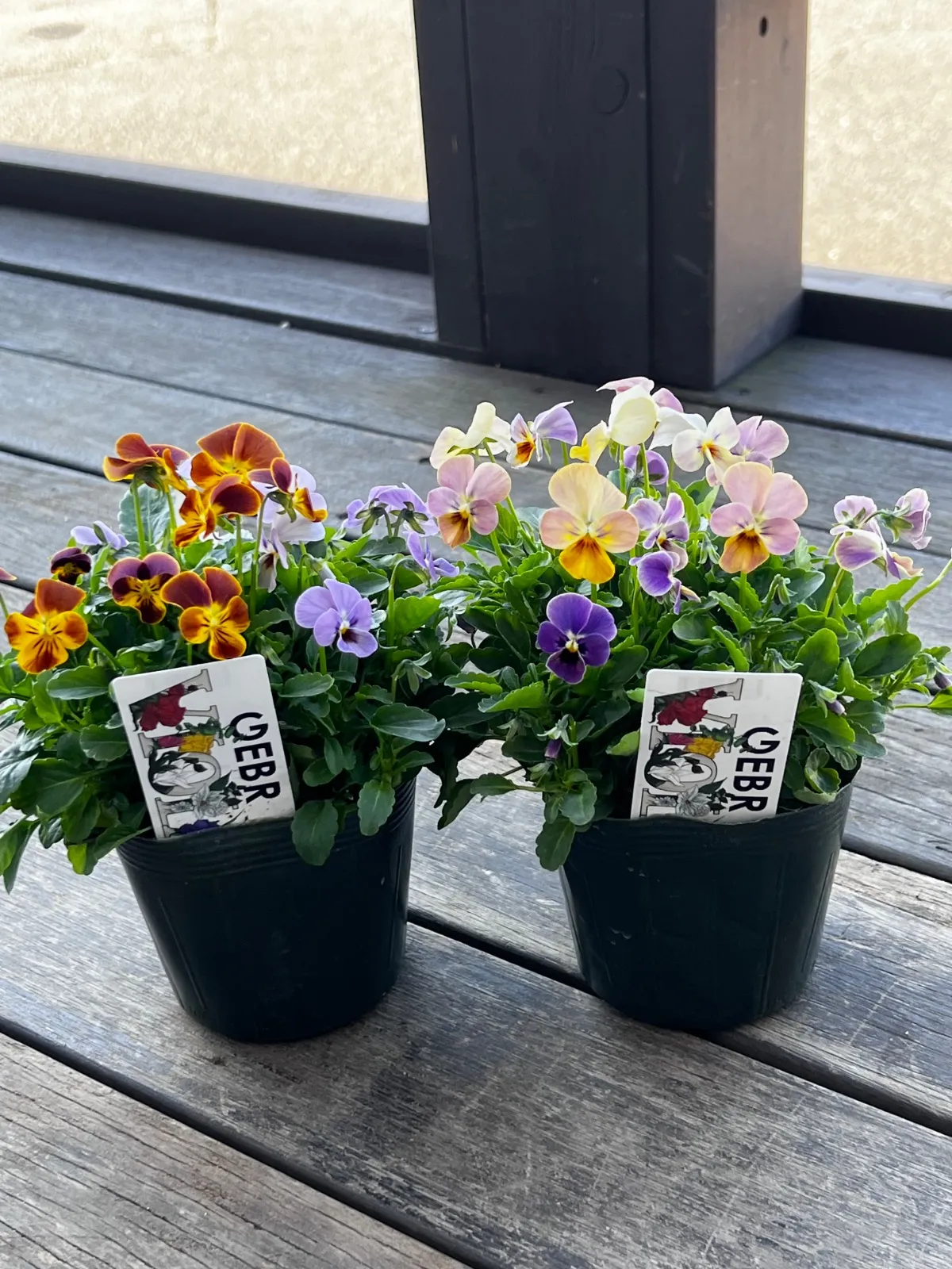 2026年最新】ゲブラ ビオラの人気アイテム - メルカリ