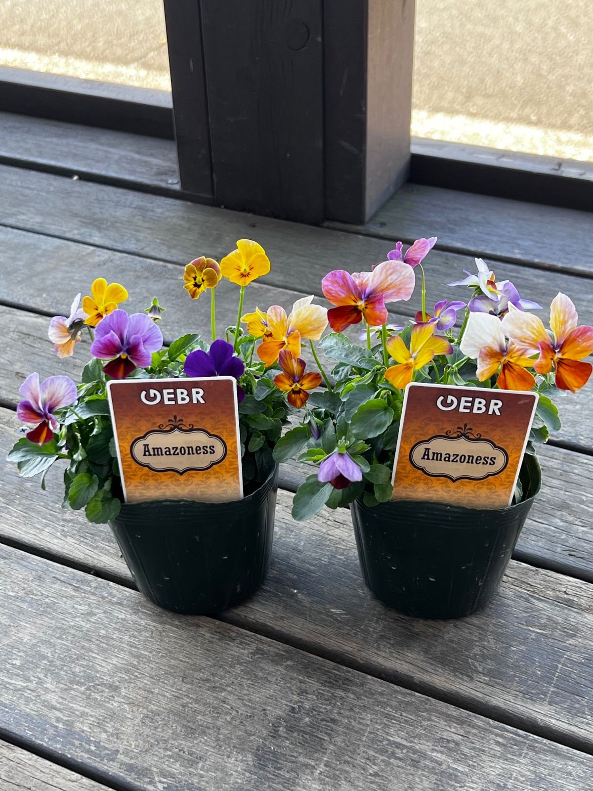 専用 FR72♥ゲブラナガトヨ アマゾネス♥花苗ポットごと発送