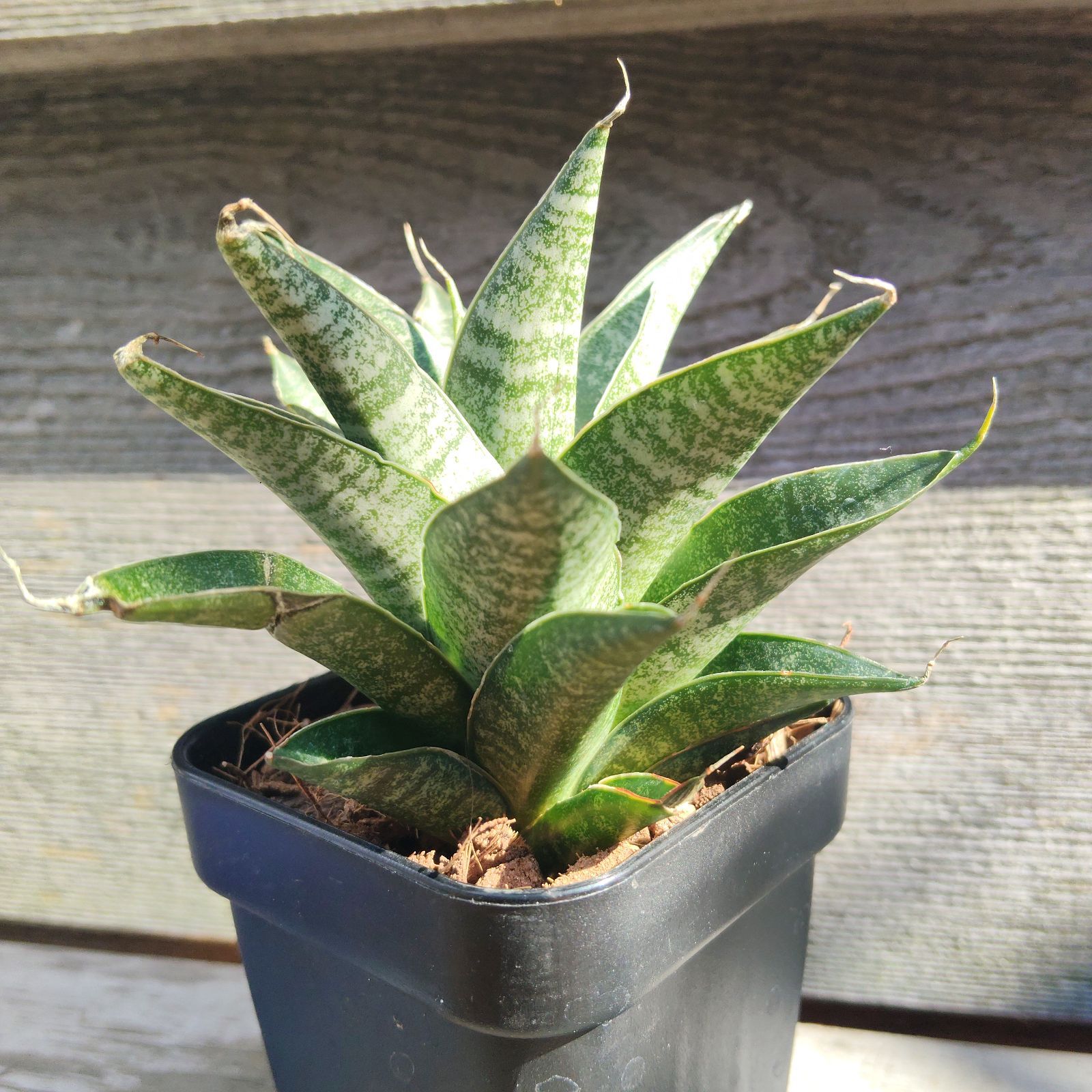 サンスベリア サンセベリア ブラックキャッスル Sansevieria Black