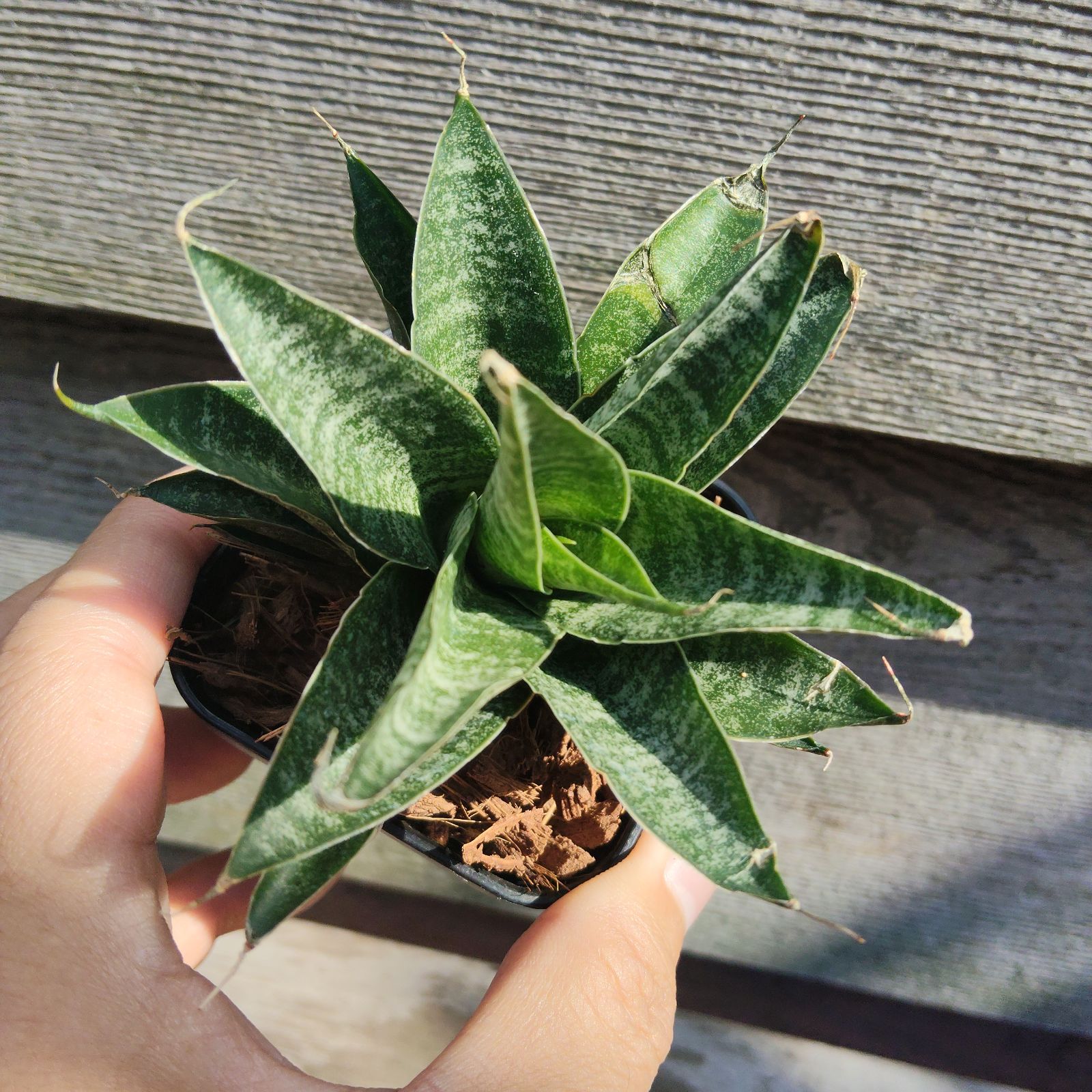 サンスベリア サンセベリア ブラックキャッスル Sansevieria Black