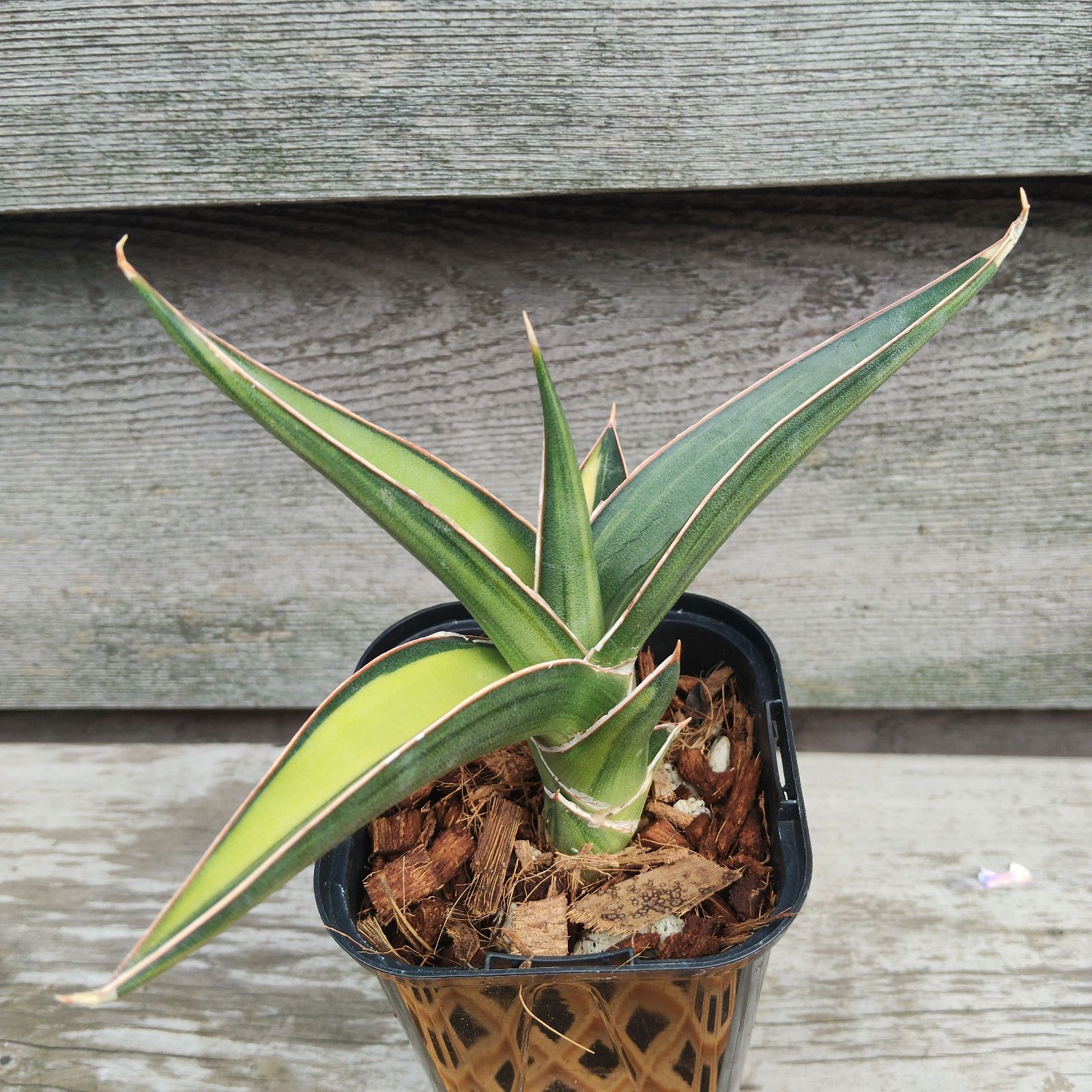 サンスベリア ラブラノス23251 Sansevieria Lav.23251 サンスベリア
