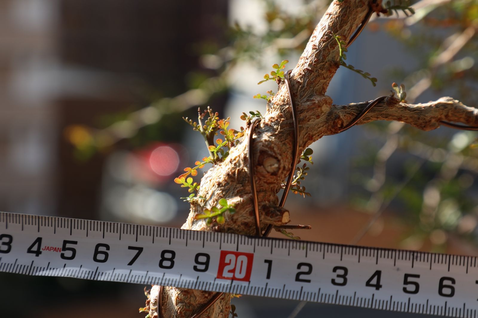 パワータンク付き オペルクリカリア パキプス 実生 01