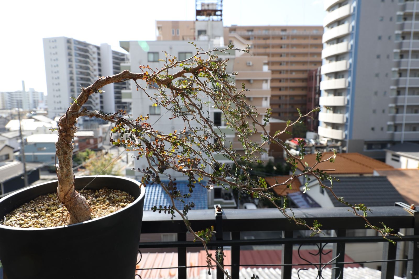 パワータンク付き オペルクリカリア パキプス 実生 01