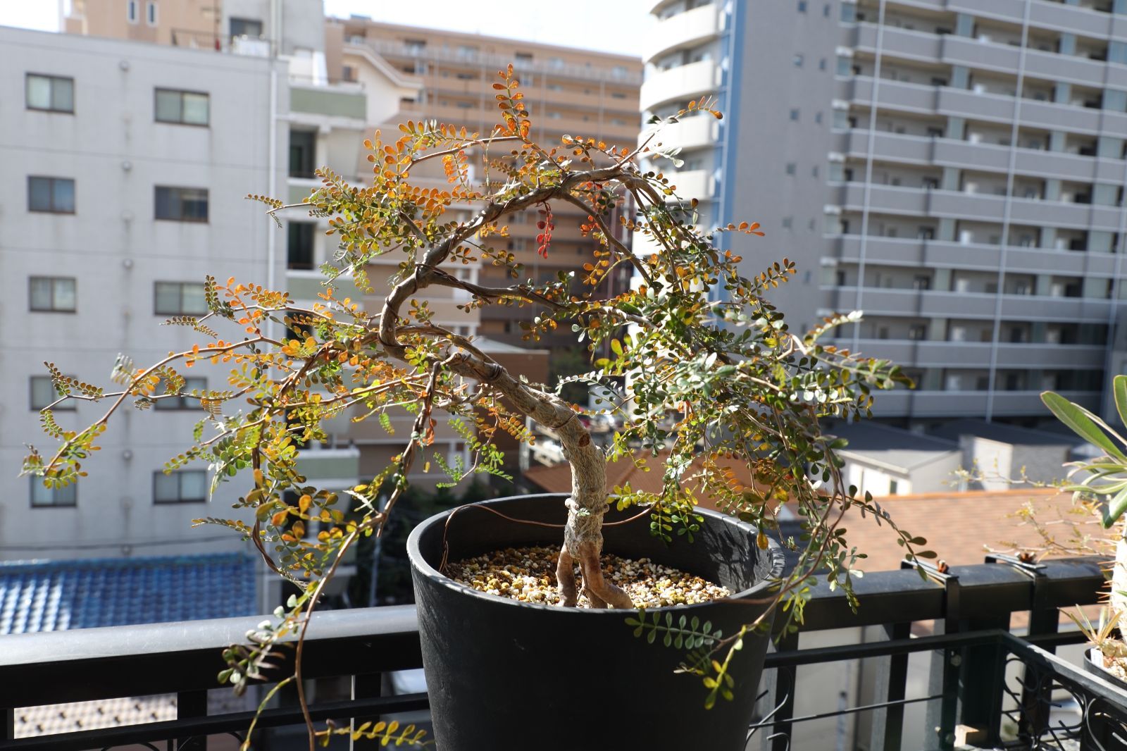 パワータンク付き オペルクリカリア パキプス 実生 02