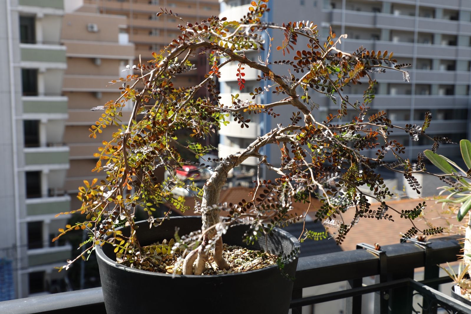 パワータンク付き