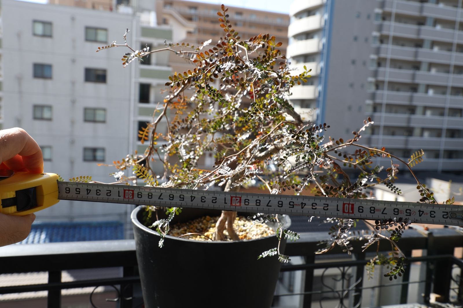 パワータンク付き オペルクリカリア パキプス 実生 02 WWW_GEBZETESISAT_COM_TR