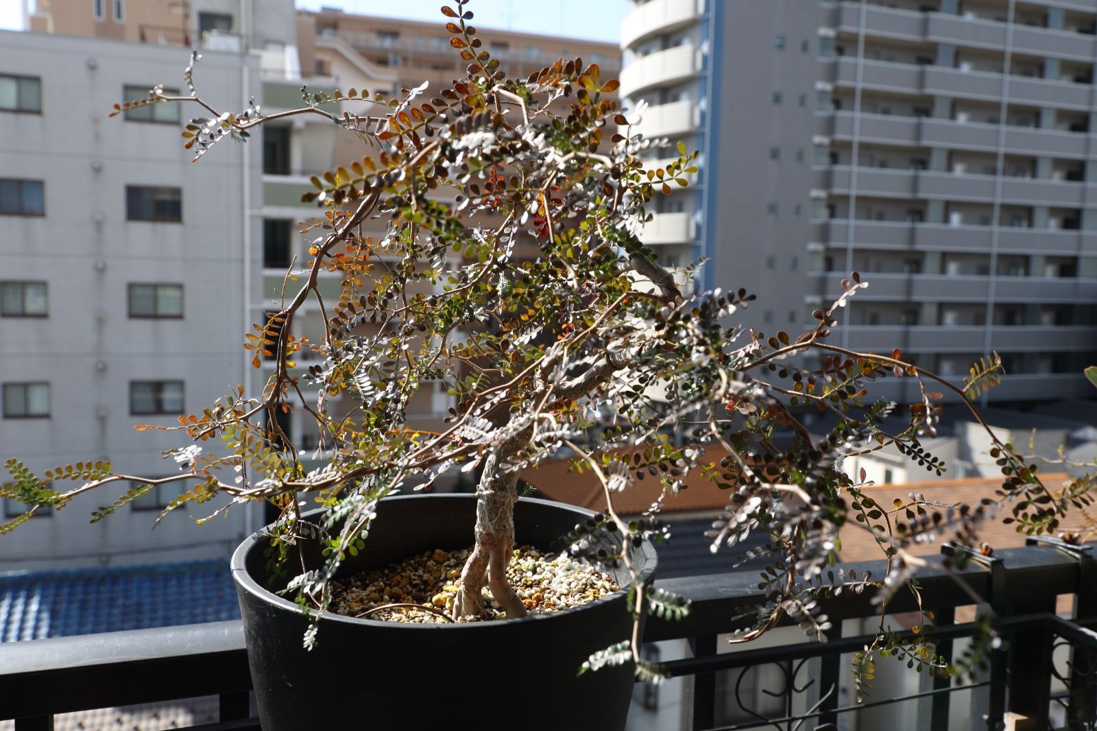 パワータンク付き オペルクリカリア パキプス 実生 02