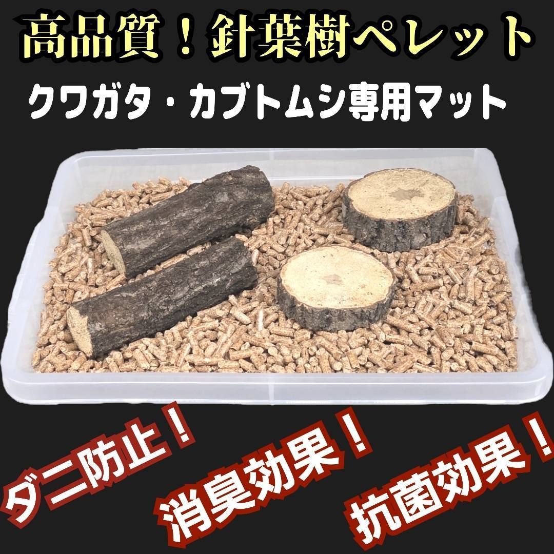 太*ん様 大株 約40センチ 【US産/300円スタート】トランカータ ハンティ