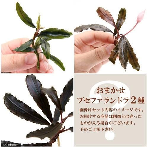 ネコポス）おまかせブセファランドラ（水中葉）（無農薬）（2種1株