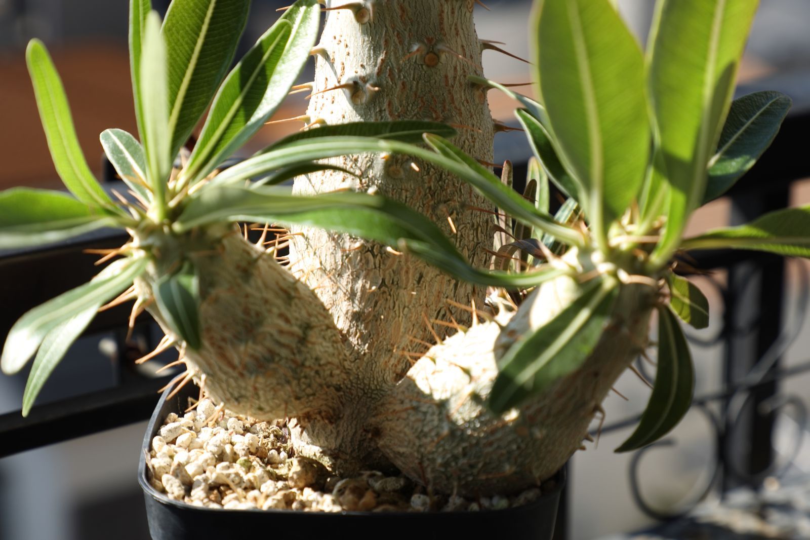 鳥*間様 【XL＋Lセット!!】パキポディウム・グラキリス/ベアルート株