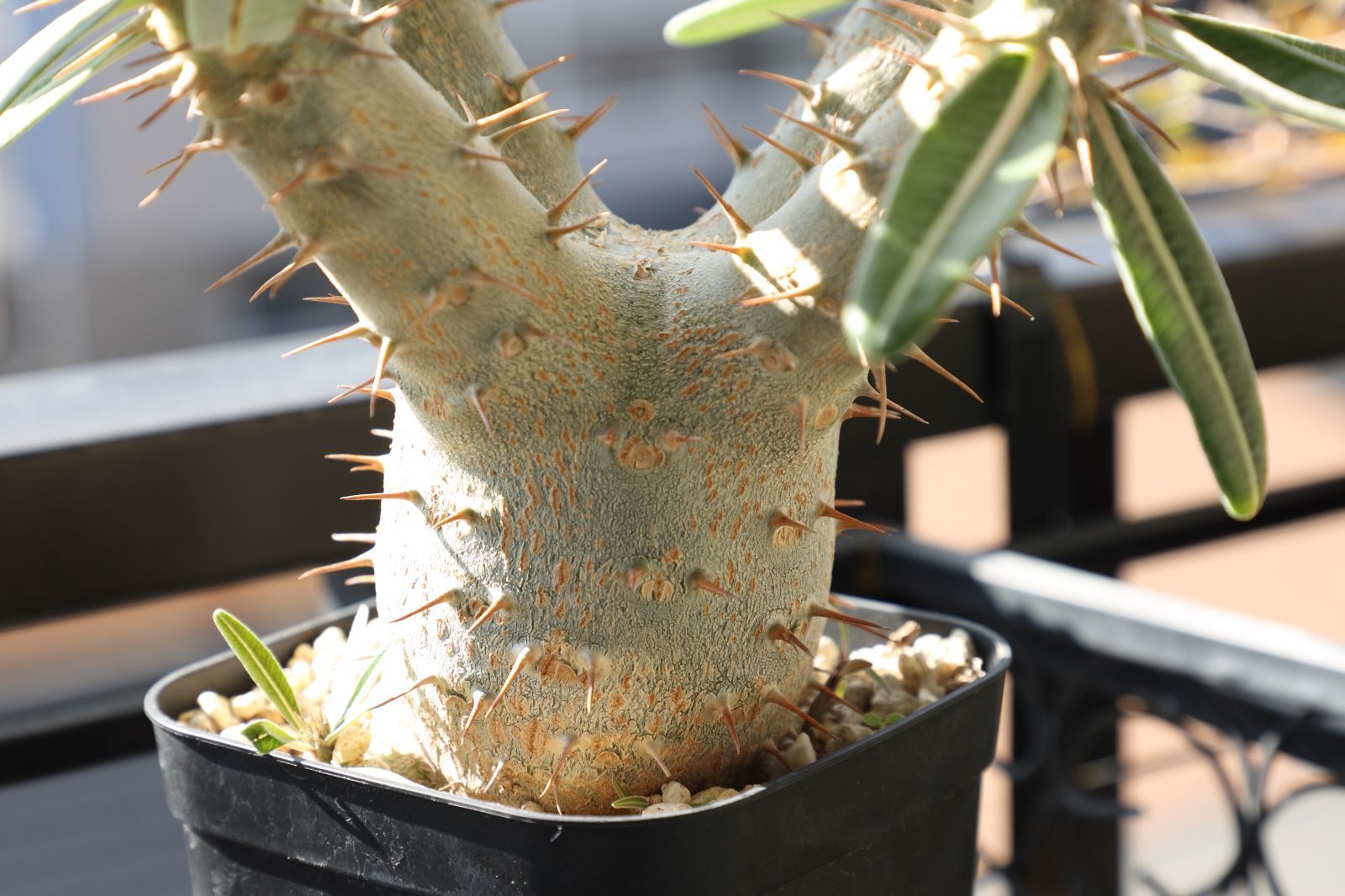 パキポディウムグラキリス実生 現品鉢ごと発送メルカリ便 パキポディウムグラキリス実生 現品鉢ごと発送メルカリ便