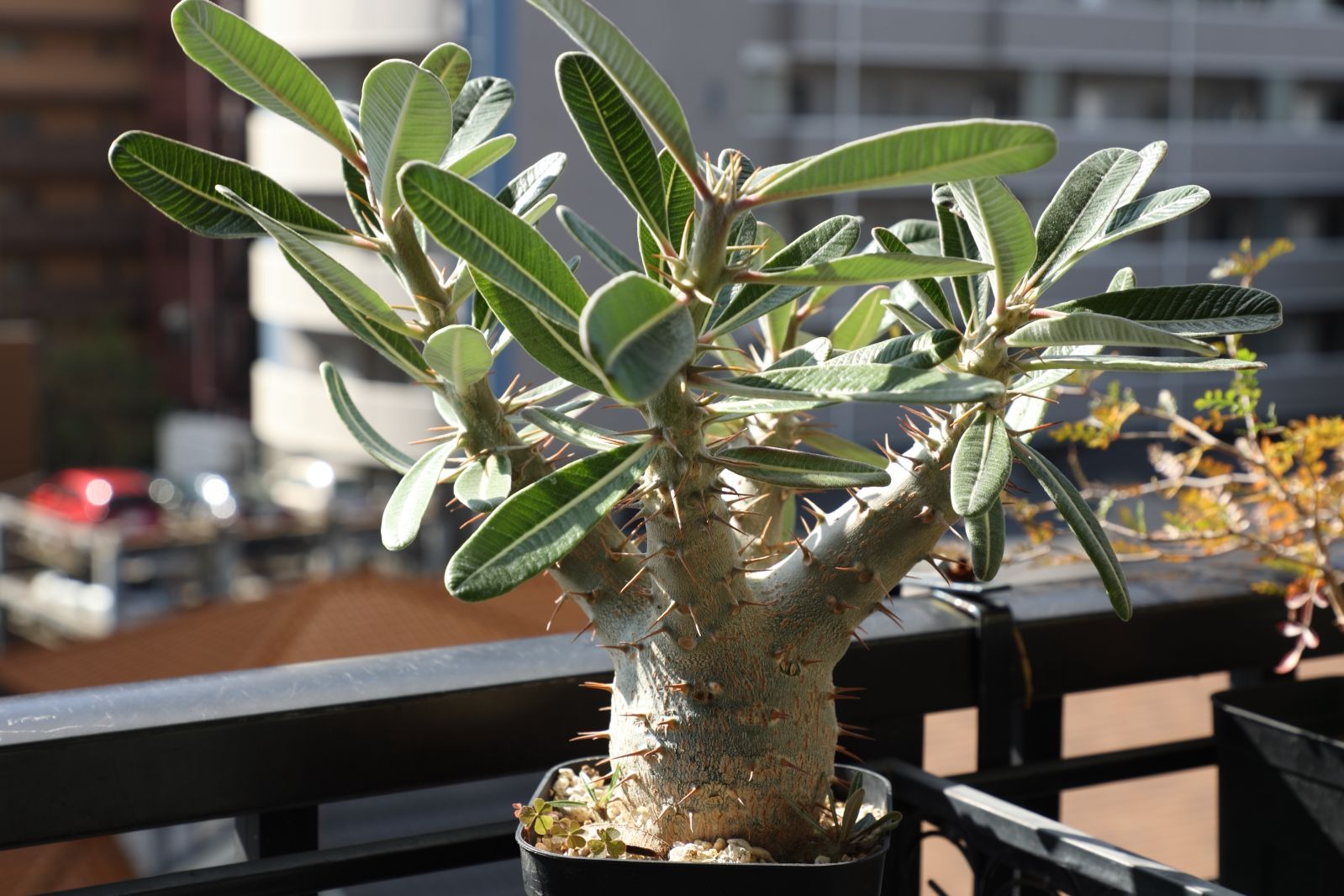 パキポディウム グラキリス 実生 #03 - メルカリ