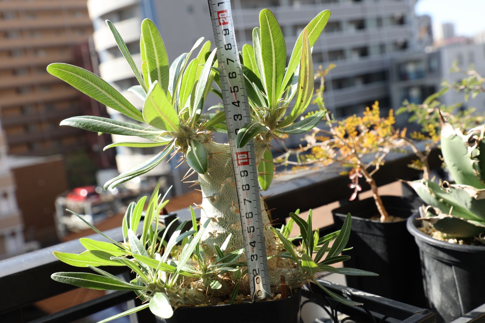 パキポディウム