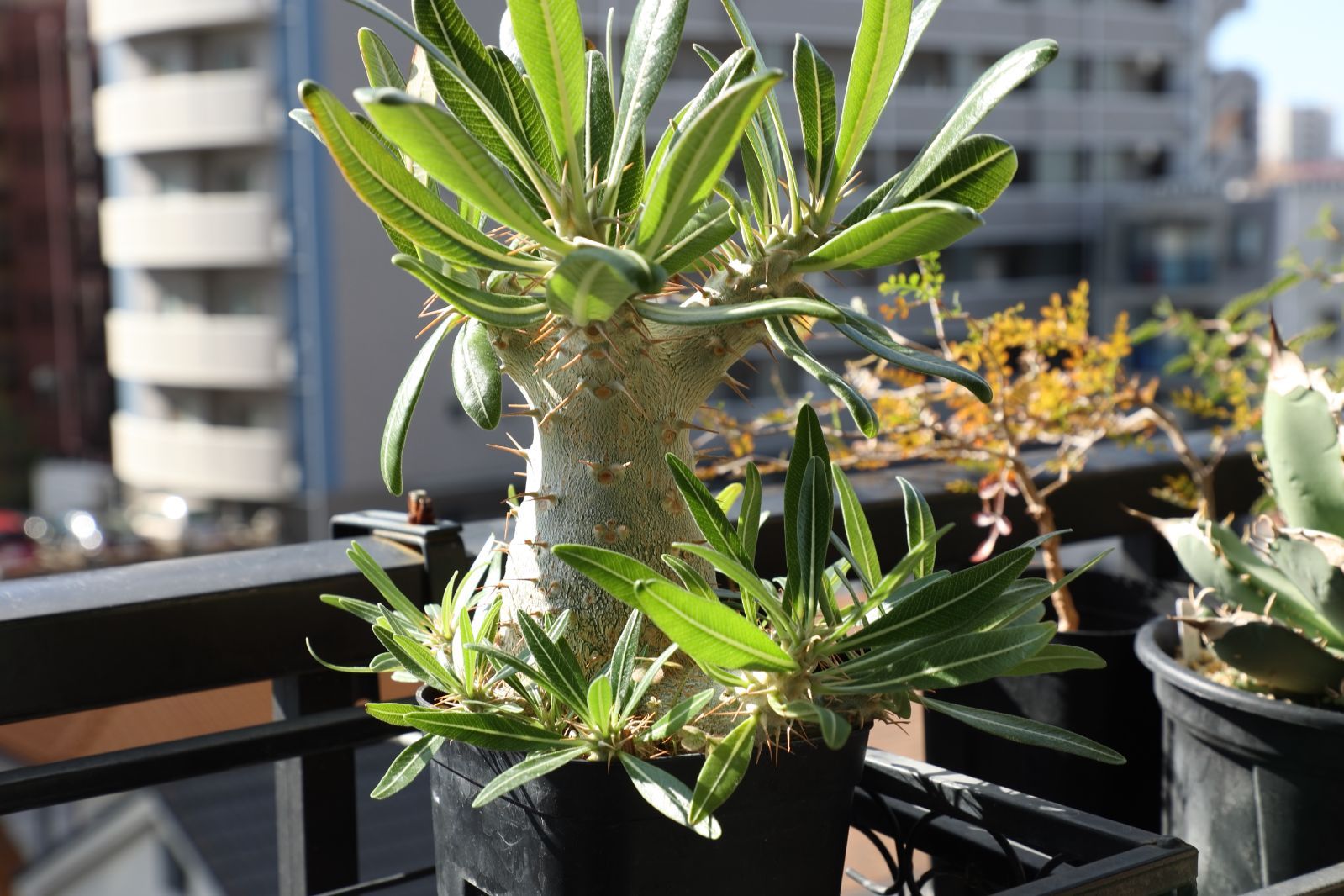  パキポディウム グラキリス 実生 04 塊根植物 コーデックス 観葉植物