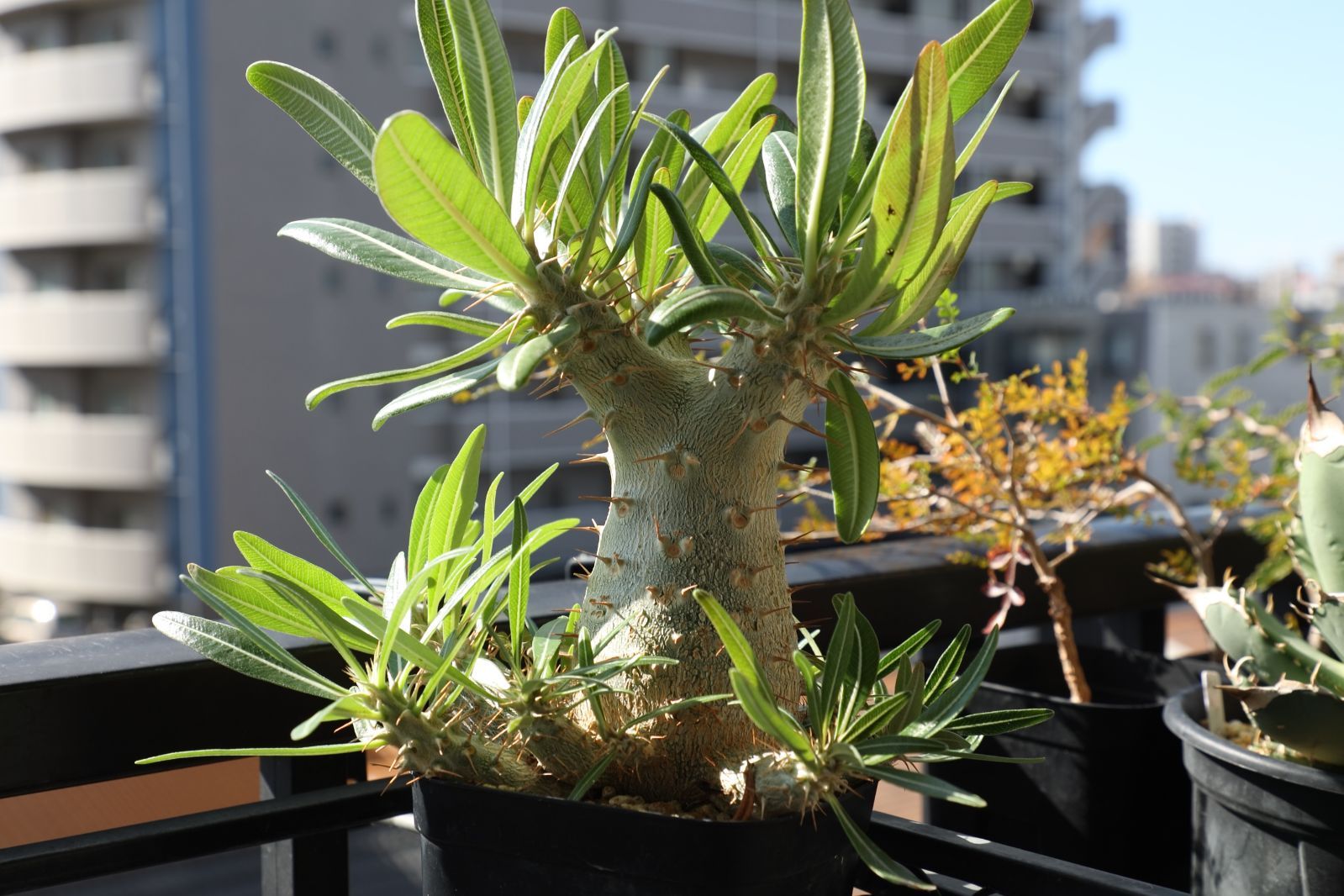 パキポディウム グラキリス 実生 04