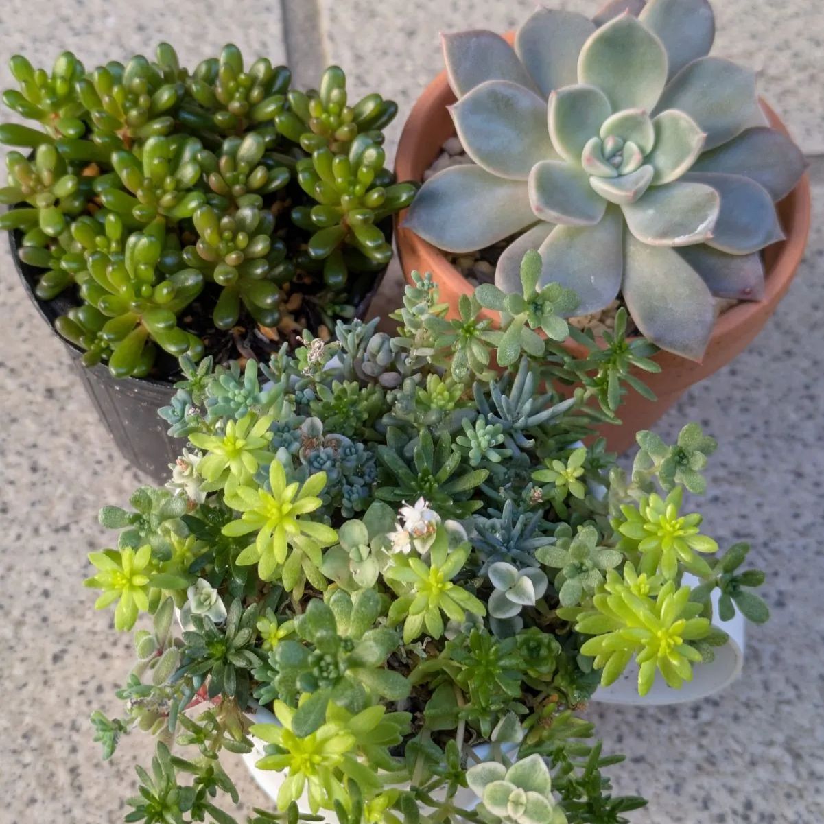 多肉植物 カット抜き苗 コスタ レッドベリー寄せ植えセット 6センチ