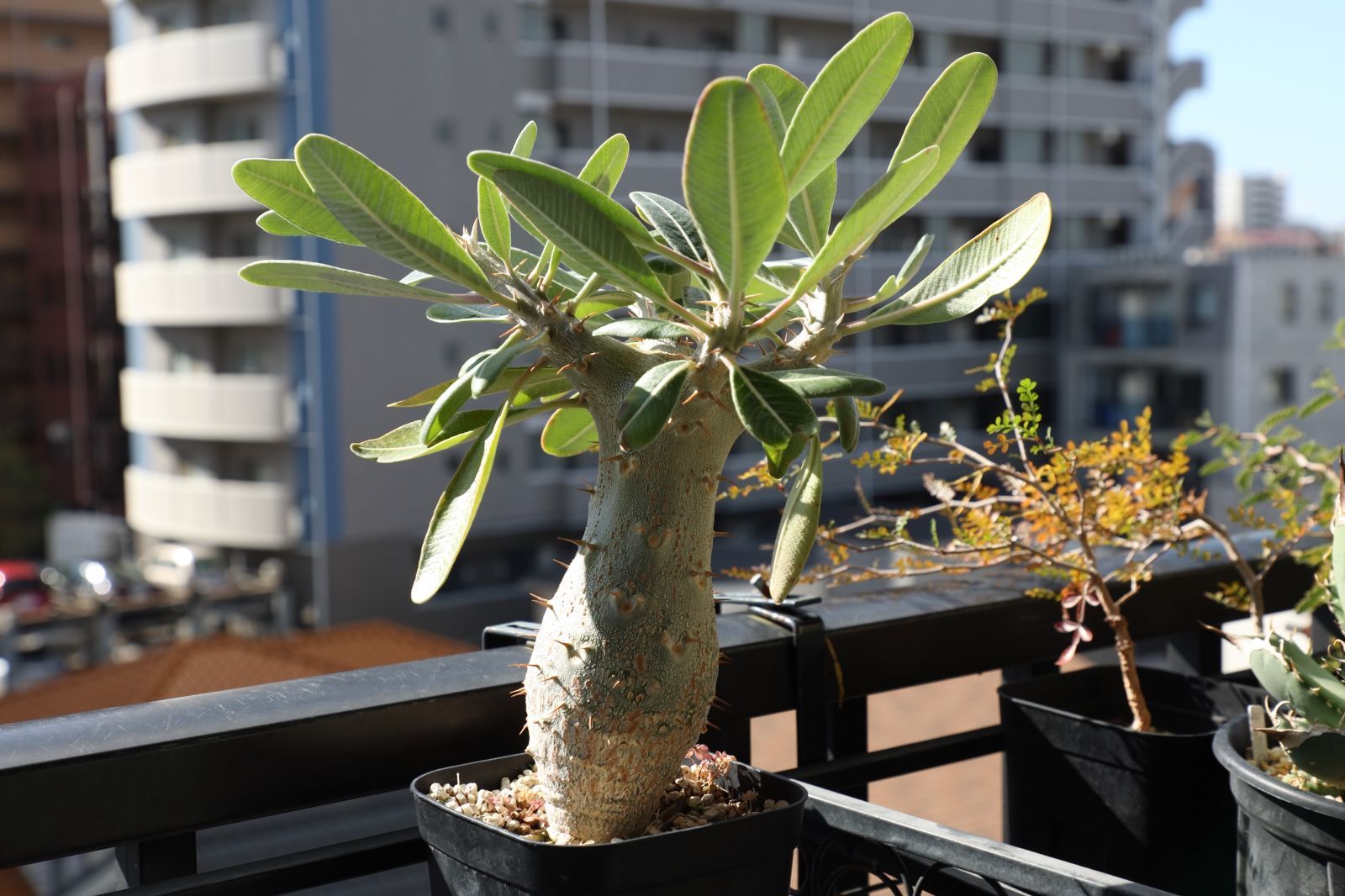 PUMA ウルトラ 26.5cm 　プーマ サッカースパイク バンズ VANS OLD SKOOL オールドスクール 26.5cm