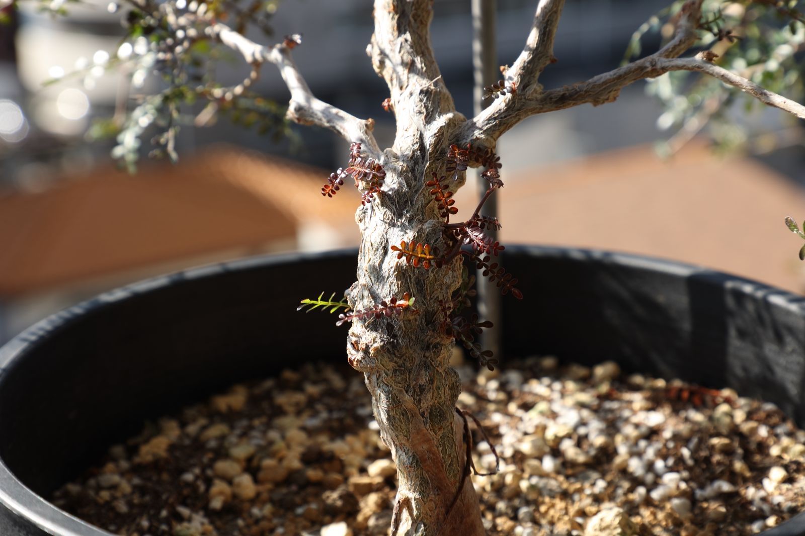 パワータンク付き オペルクリカリア パキプス 実生 03