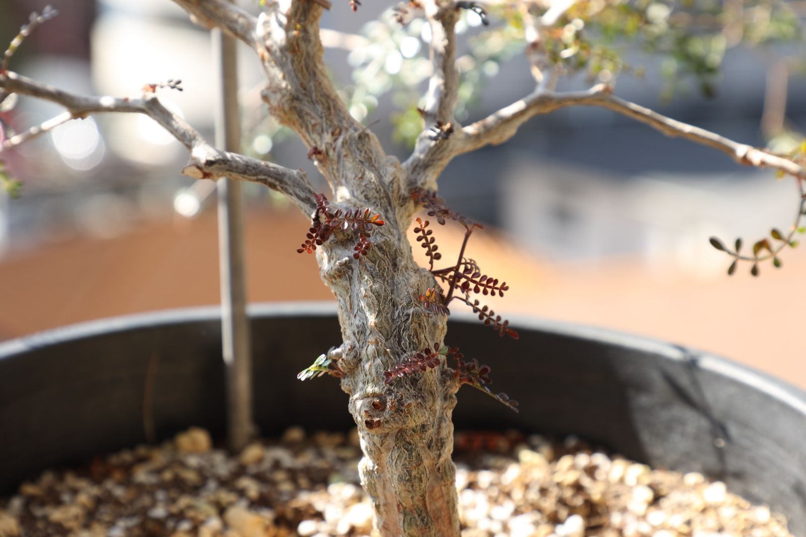 パワータンク付き】オペルクリカリア・パキプス 実生 #03 - メルカリ