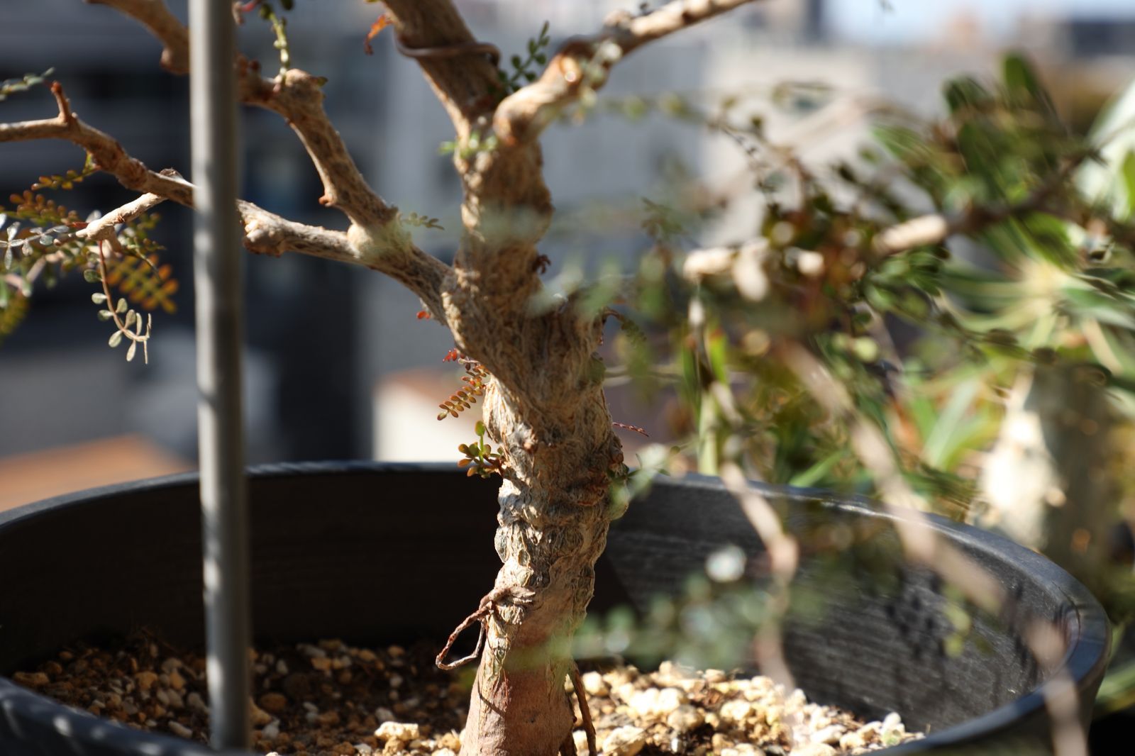 パワータンク付き】オペルクリカリア・パキプス 実生 #03 - メルカリ