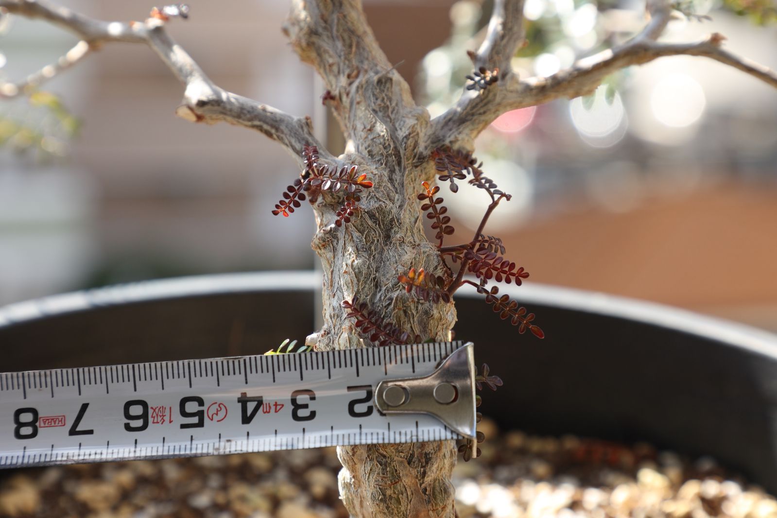 9/23夜限定価格！特大実生株！オペルクリカリアパキプス！パワータンク多数付き！ 実生3ヶ月半ながらパワータンクもしっかりできていたオペルクリカリア