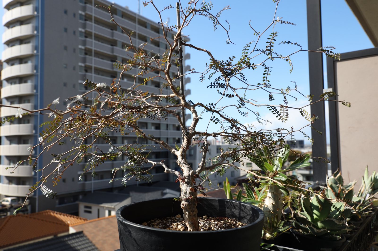 パワータンク付き オペルクリカリア パキプス 実生 03