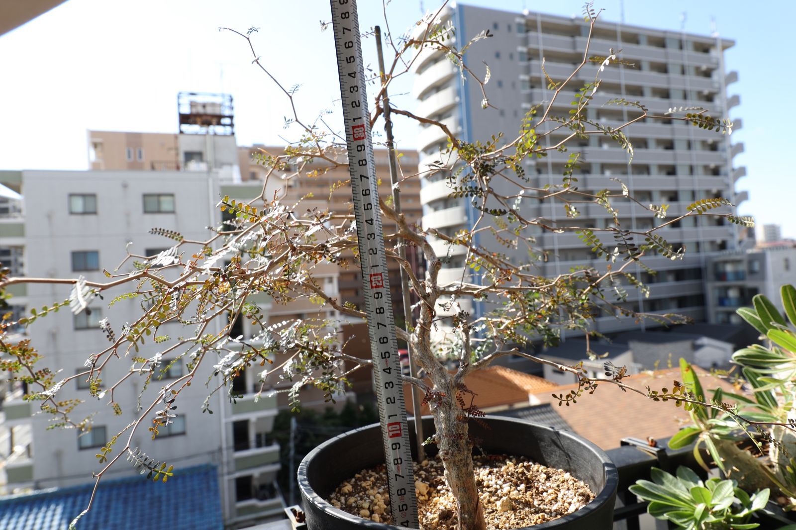 パワータンク付き】オペルクリカリア・パキプス 実生 #03 - メルカリ