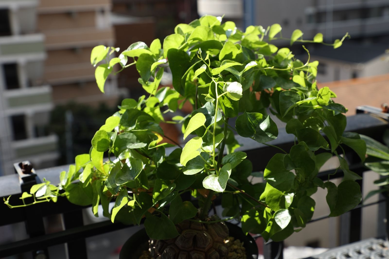 ディオスコ エレファンティぺス 亀甲竜 実生 01