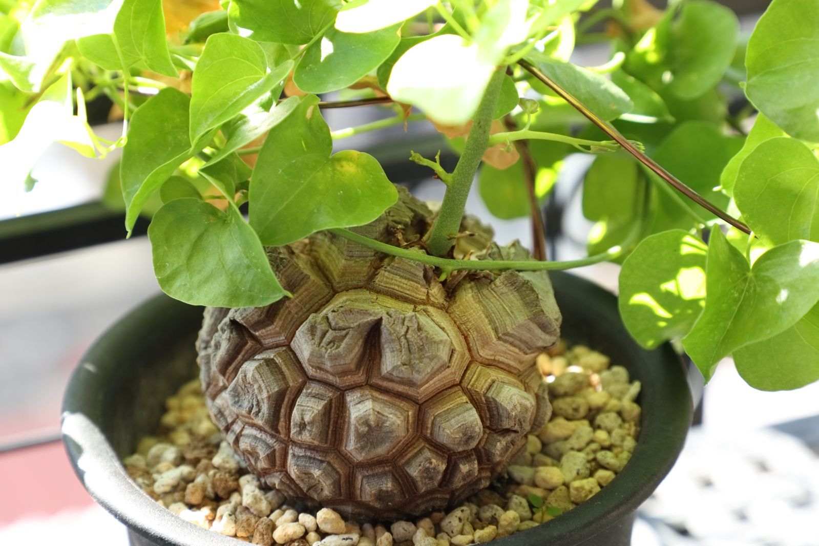 ディオスコ エレファンティぺス 亀甲竜 実生 01