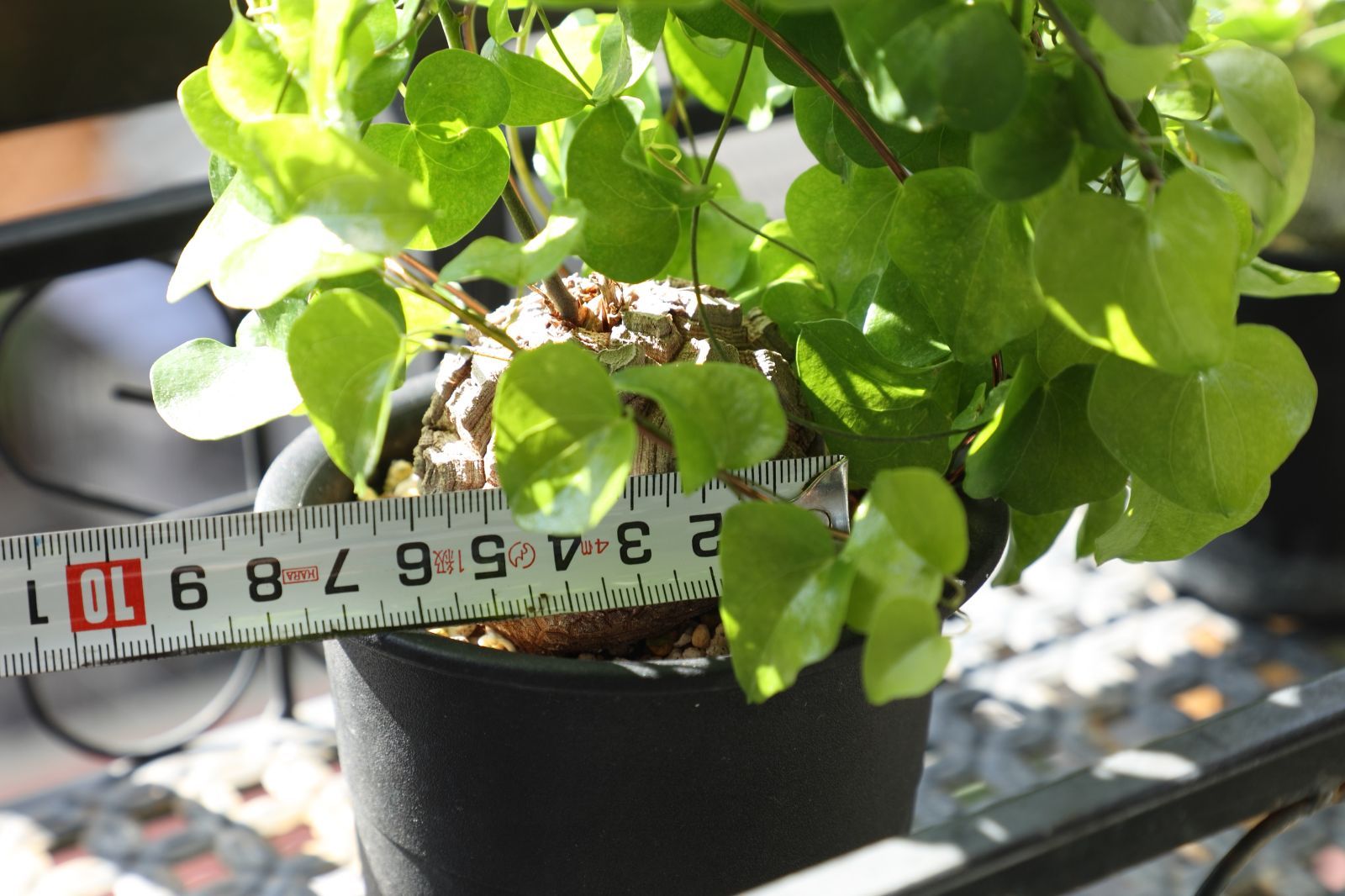  ディオスコ エレファンティぺス 亀甲竜 実生 02 塊根植物 コーデックス 観葉植物