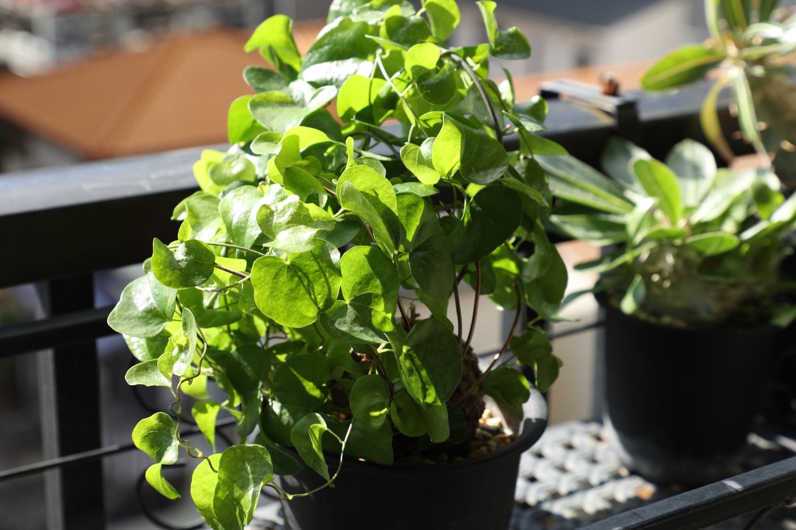 ディオスコ エレファンティぺス 亀甲竜 実生 02