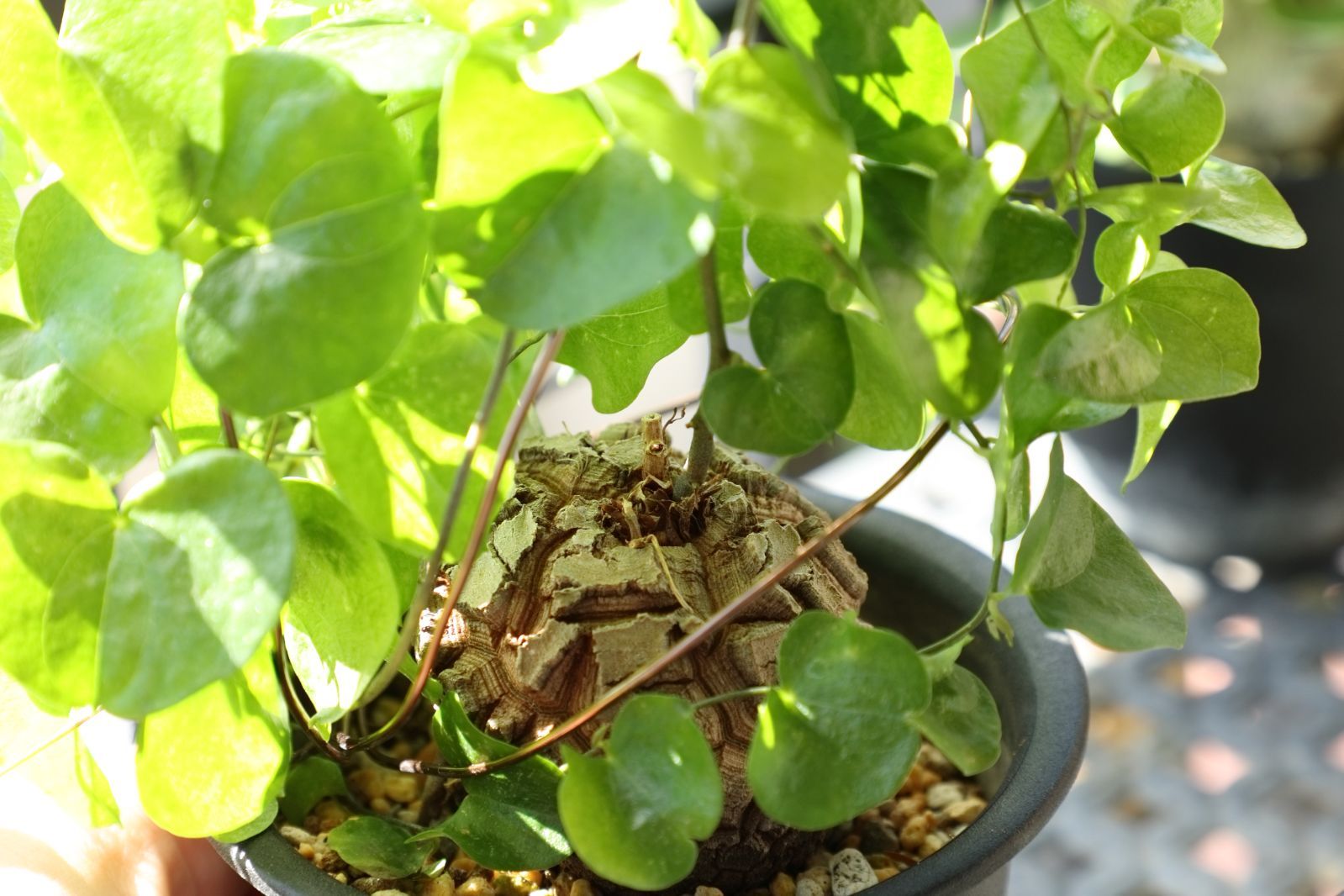 ディオスコ エレファンティぺス