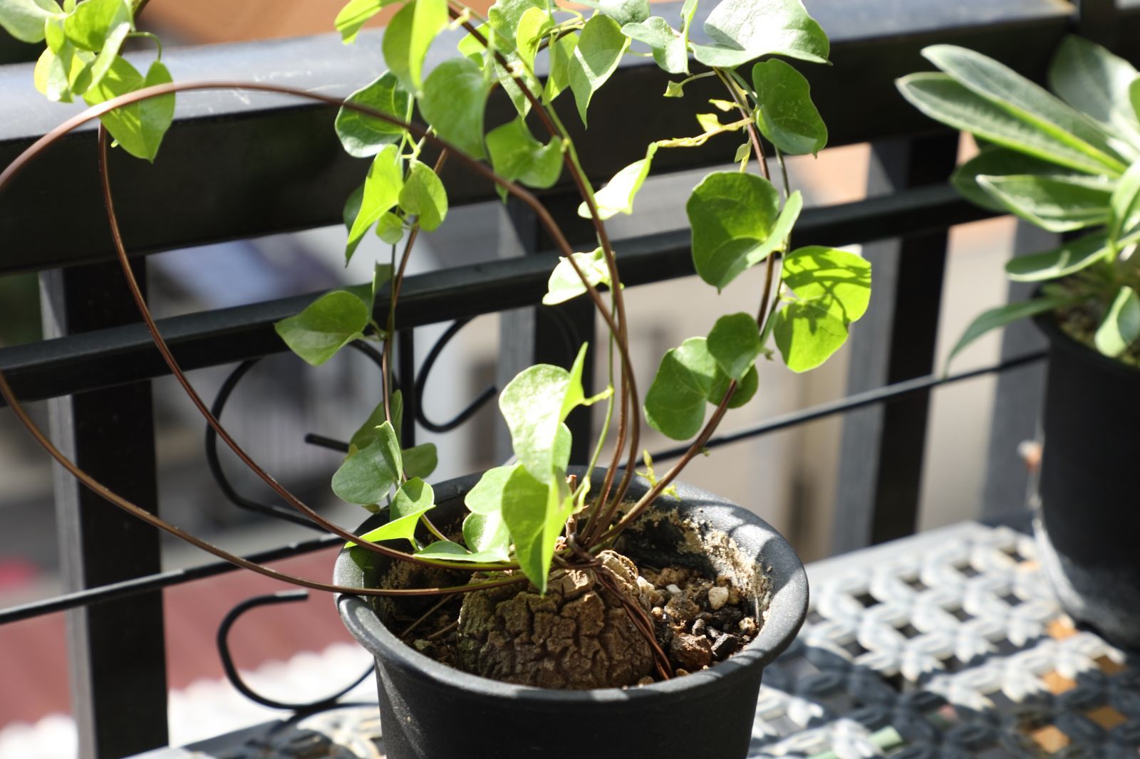 ビルベルギア ドミンゴス・マルティンス 抜き苗