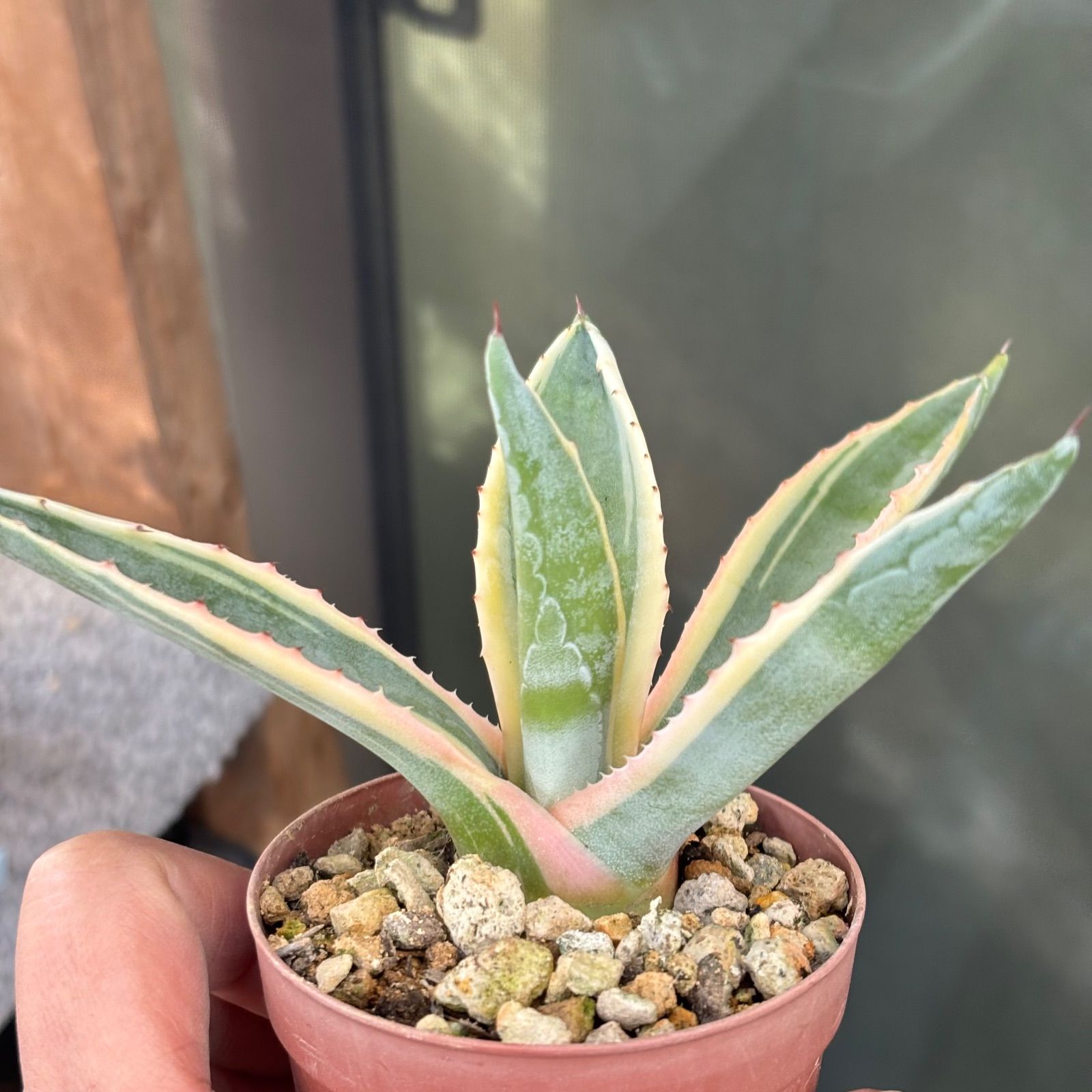 多肉植物 アガベ アメリカーナ ① 抜き苗 11/3 - メルカリ