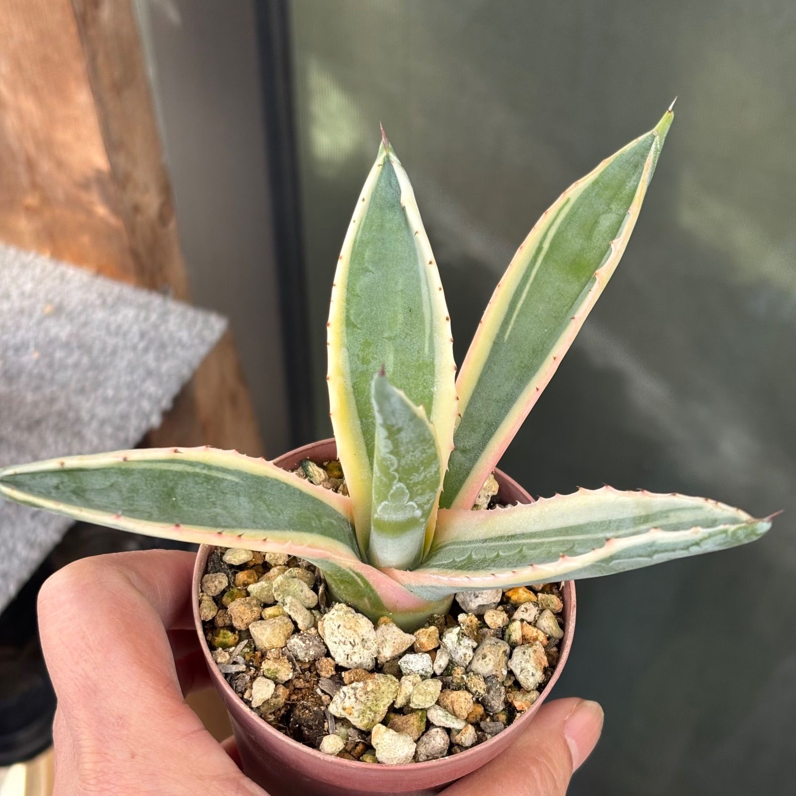 多肉植物 アガベ アメリカーナ ① 抜き苗 11/3 - メルカリ