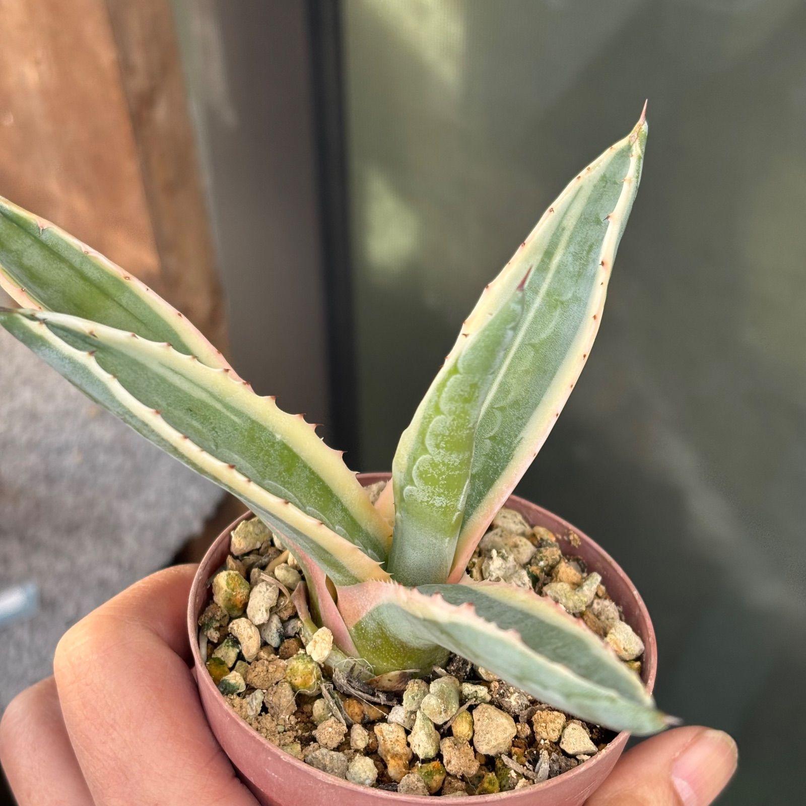 多肉植物 アガベ アメリカーナ ① 抜き苗 11/3 - メルカリ