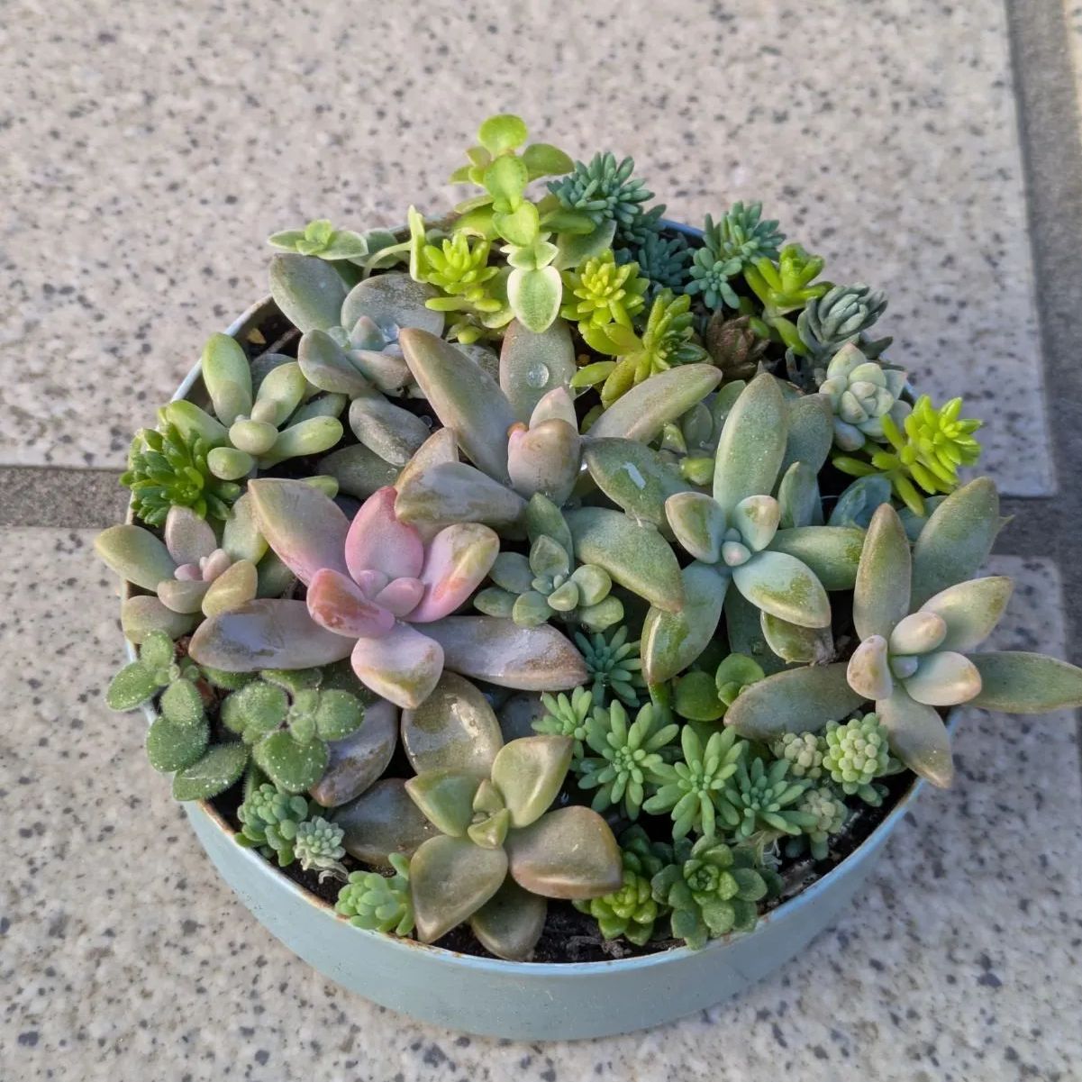 多肉植物 カット苗 紅葉はじまった寄せ植えセット 8.5センチ缶 - メルカリ