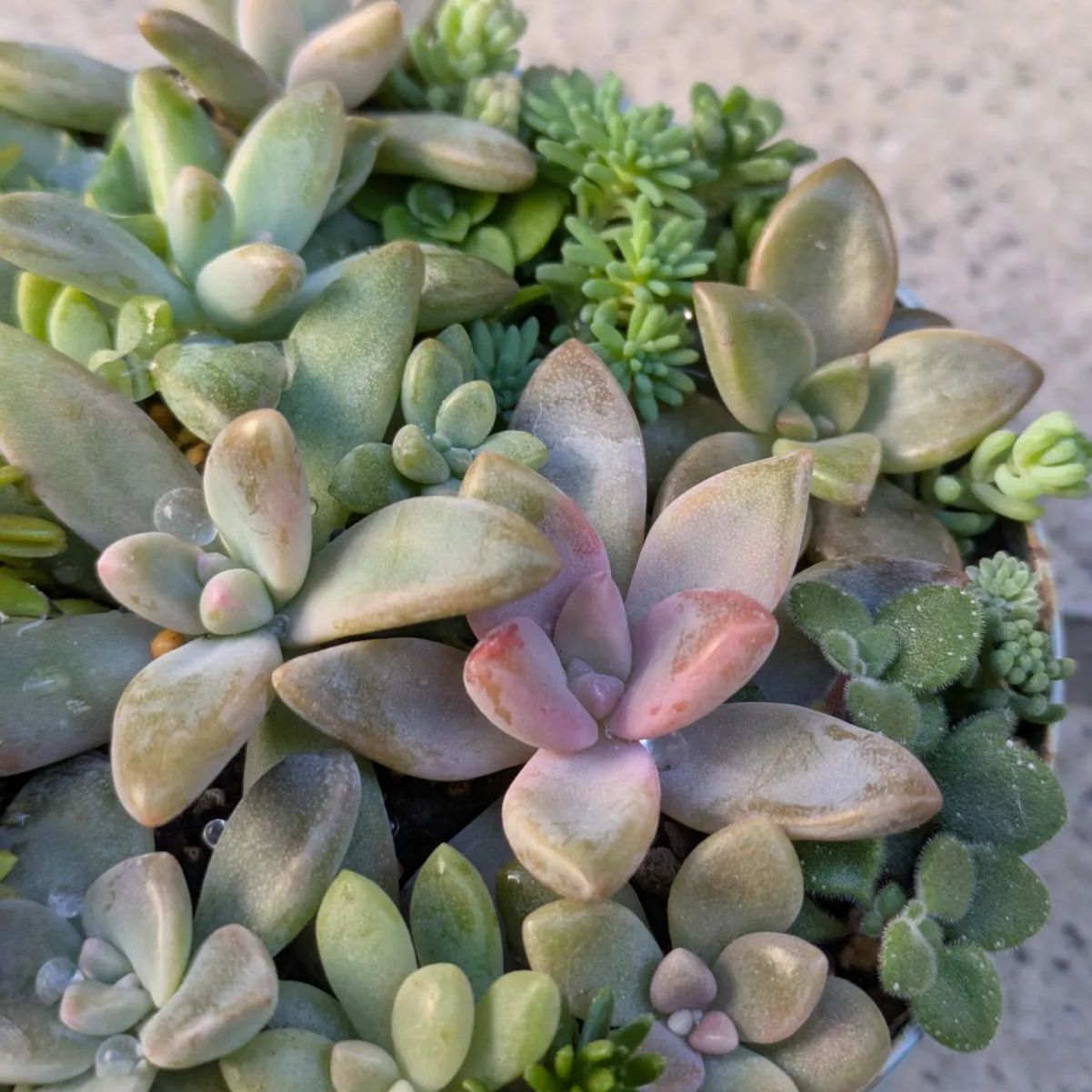 marukoです　　　多肉植物 カット苗 81OPyumx8YL._AC_UF1000,