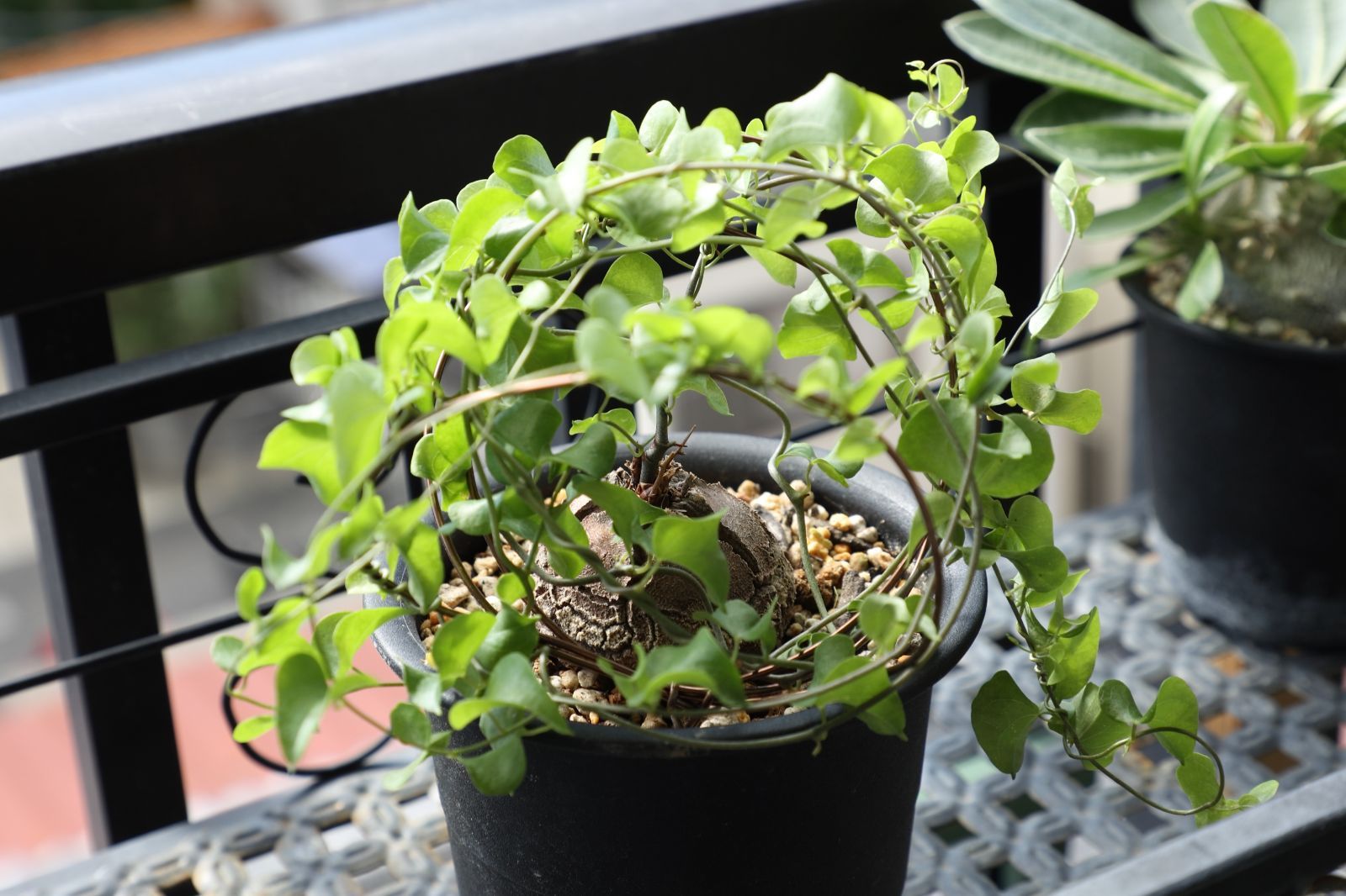 実生株5年育成！大株ディオスコレア エレファンティペス 亀甲竜