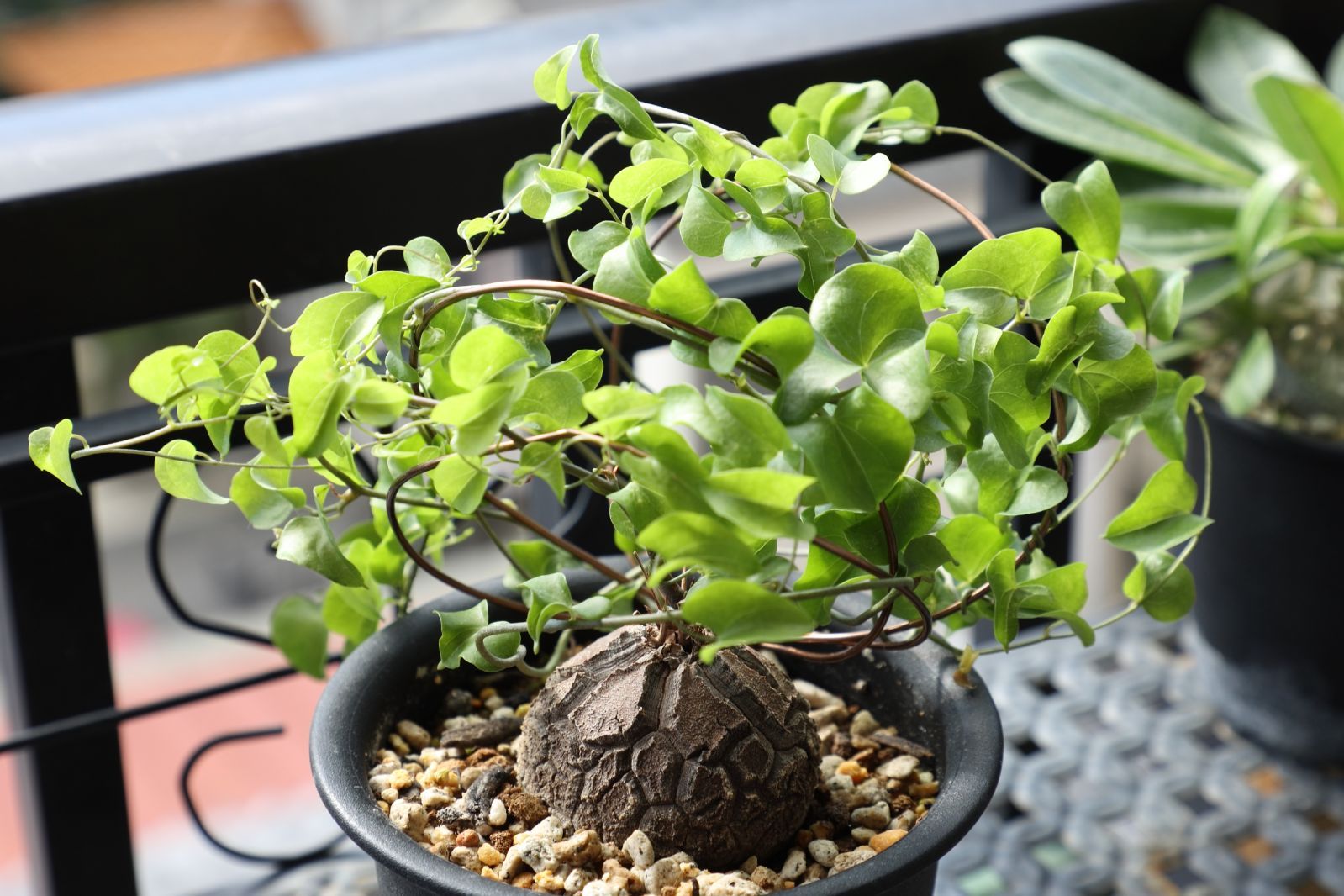 ディオスコレア エレファンティぺス 亀甲竜 実生 #06 亀甲竜 ディオス