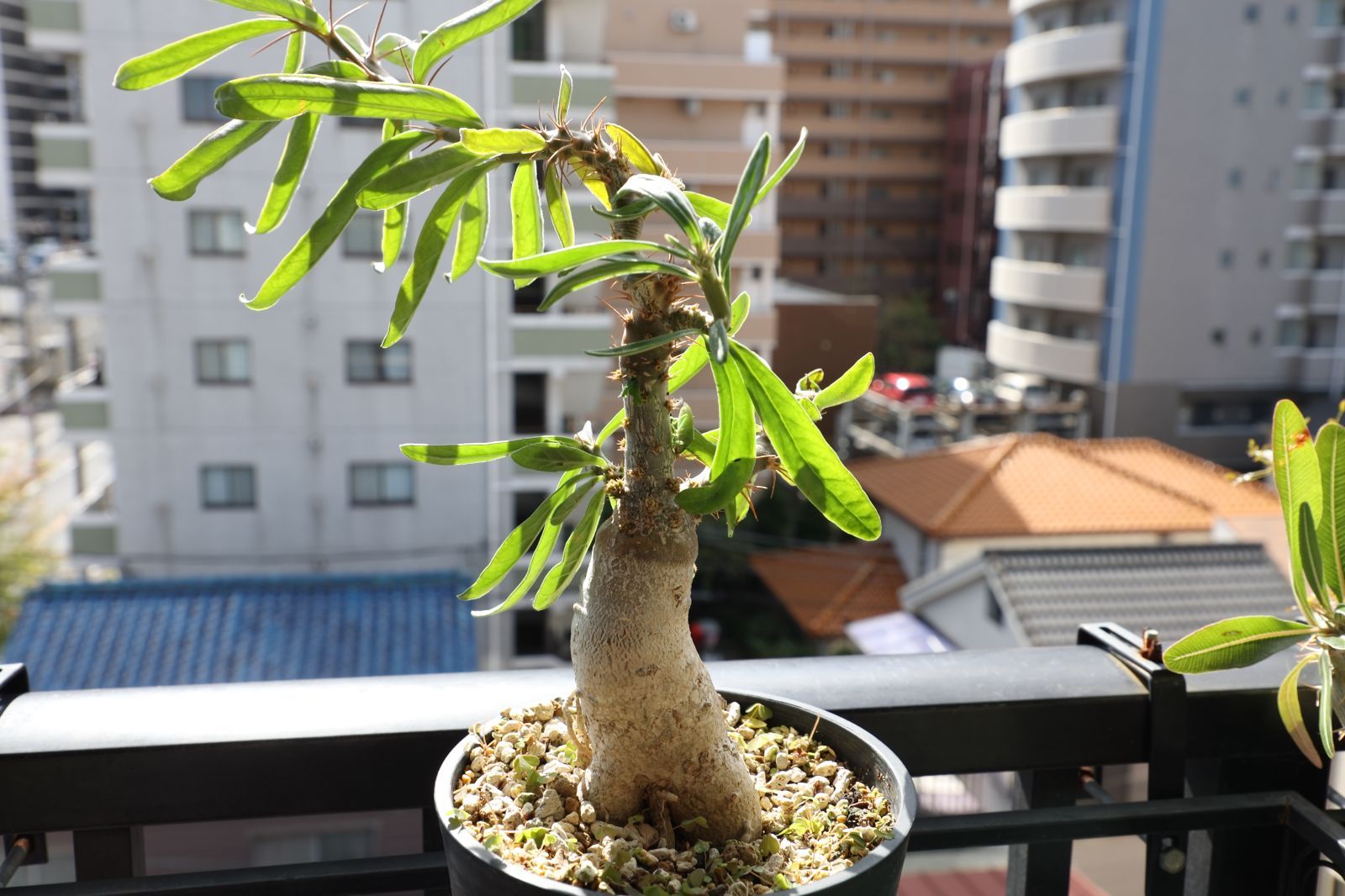 パキポディウム サキュレンタム 実生 #01 EMP パキポディウム