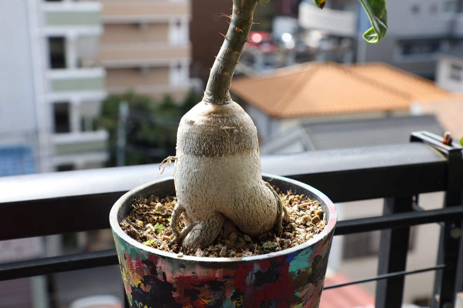 パキポディウム サキュレンタム 実生 02