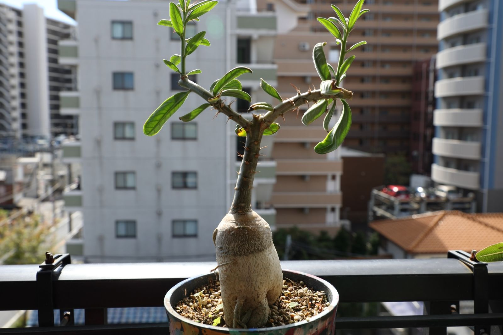 パキポディウム サキュレンタム 実生 02