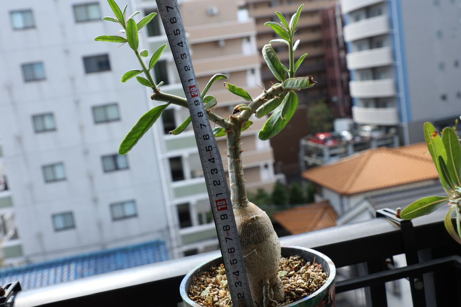 パキポディウム