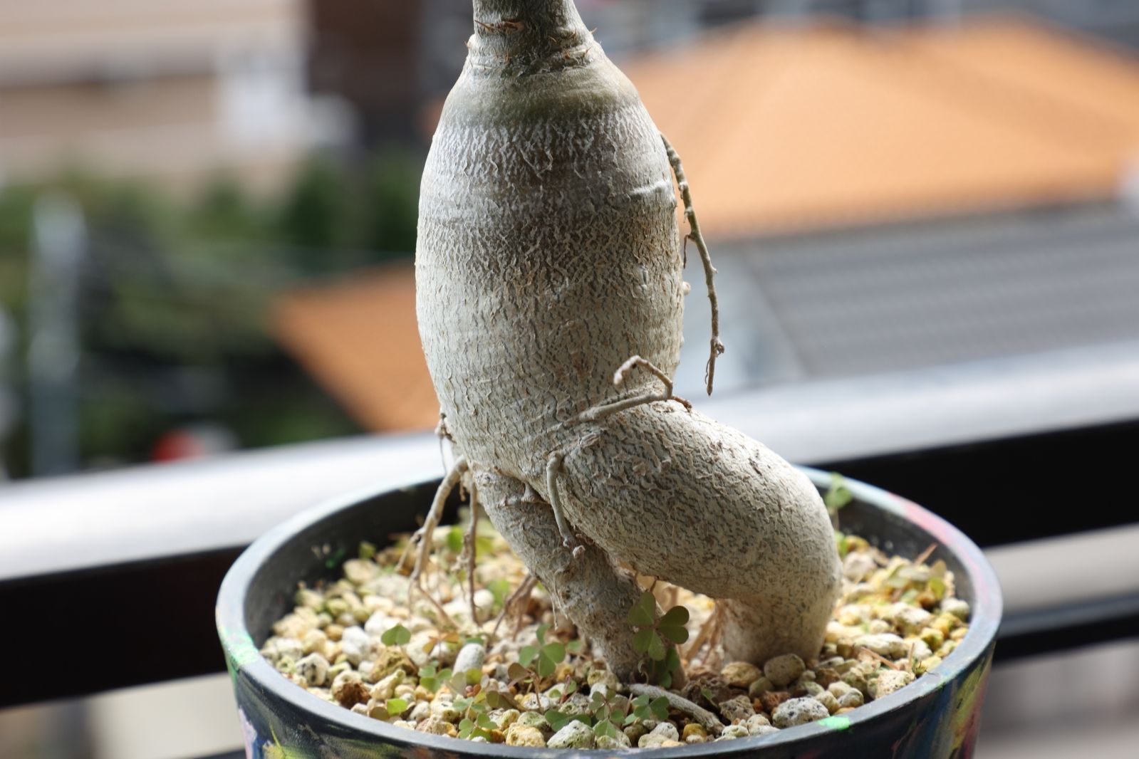 パキポディウム サキュレンタム 実生 05