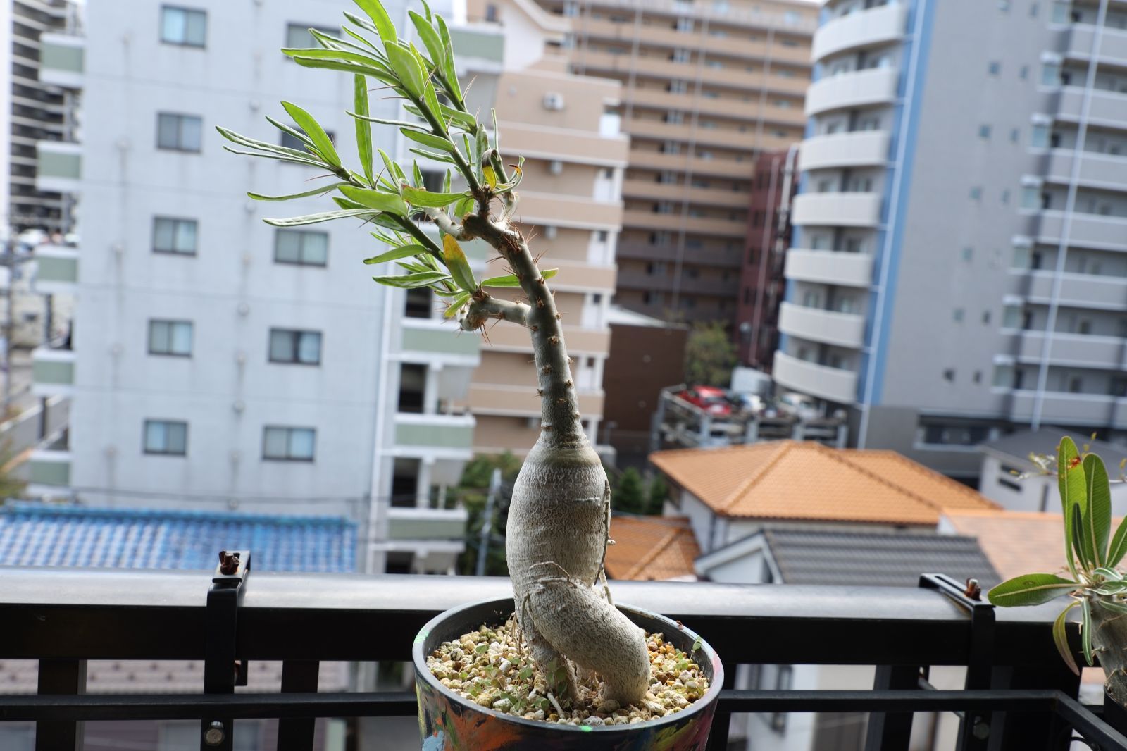 パキポディウム サキュレンタム 実生 05