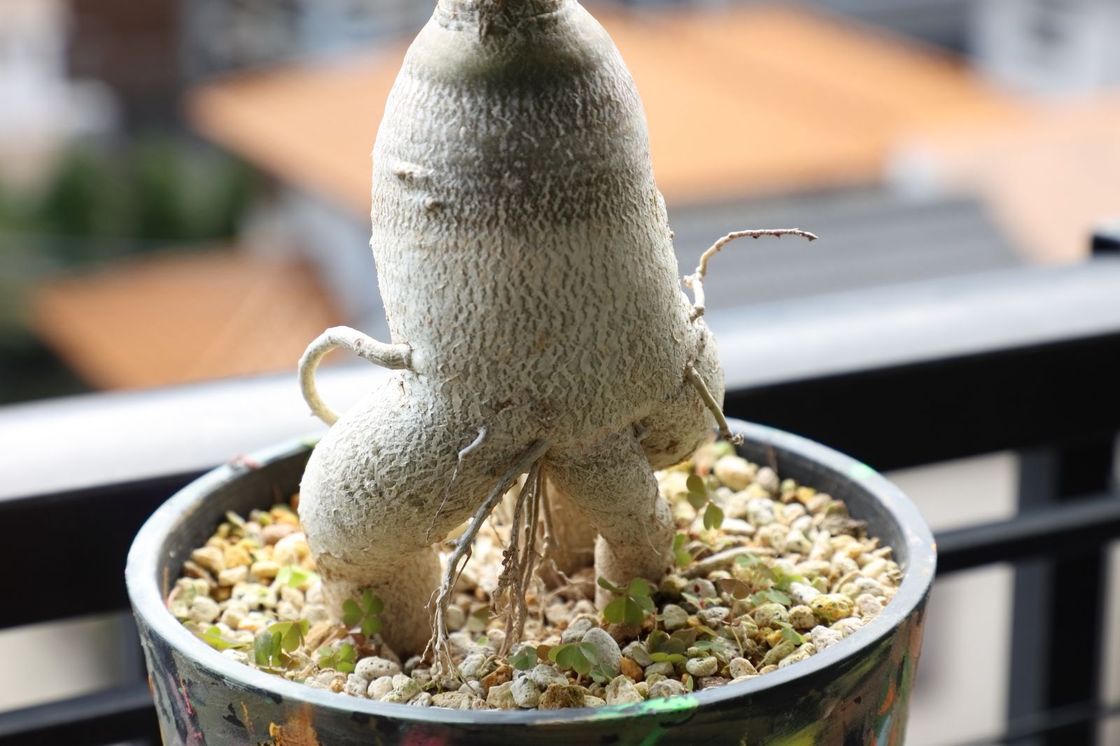 サキュレンタム