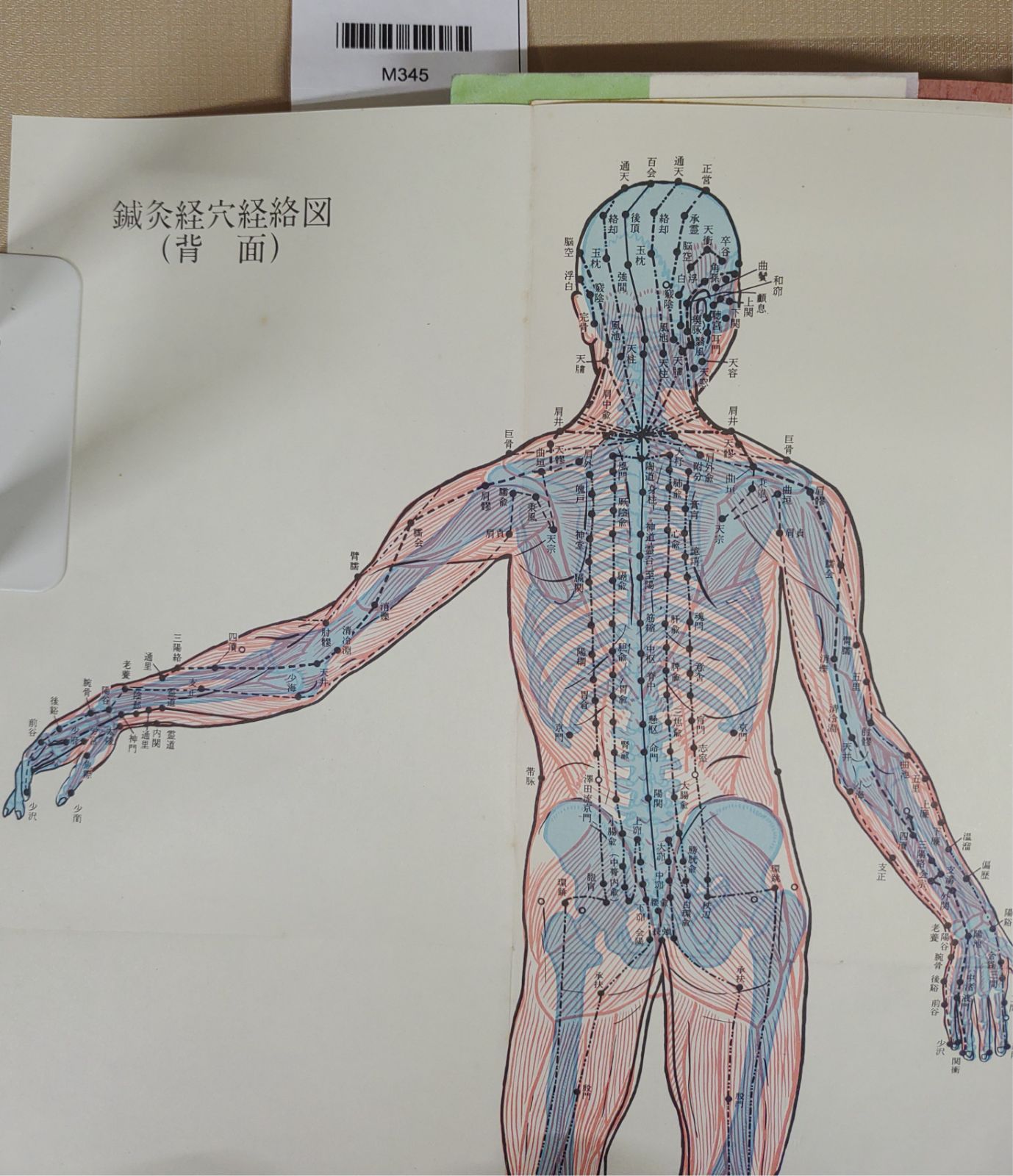 澤田流秘伝系穴公開