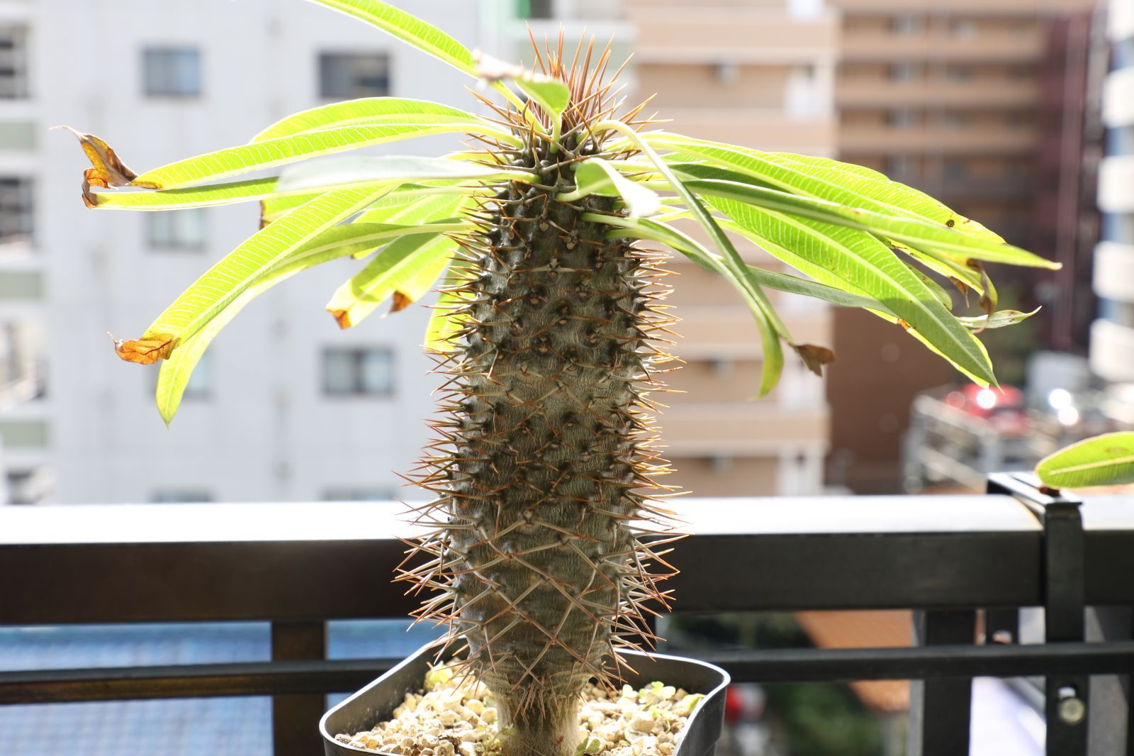 ロッテ ネクロスの要塞 菓子詰合せ 缶 レトロ