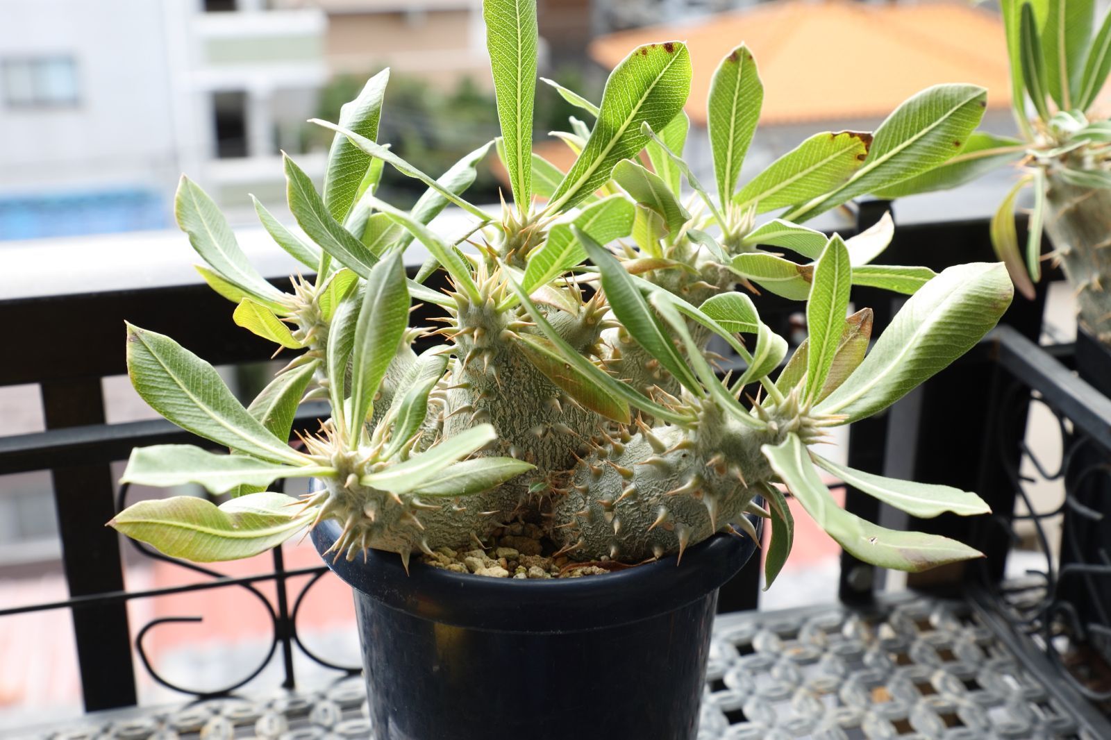 パキポディウム ホロンベンセ 実生 01